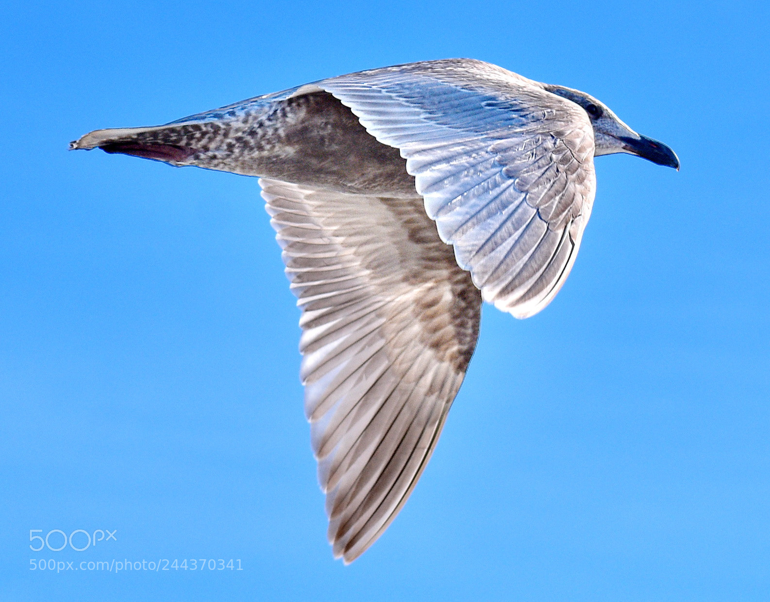 Nikon D7200 sample photo. Grey seagull flying across photography