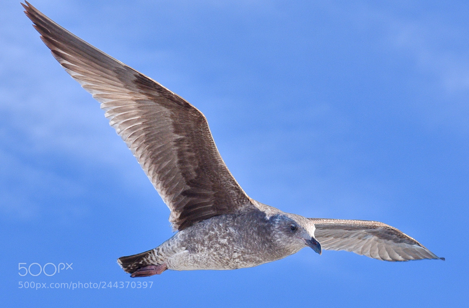 Nikon D7200 sample photo. Grey seagull flying across photography