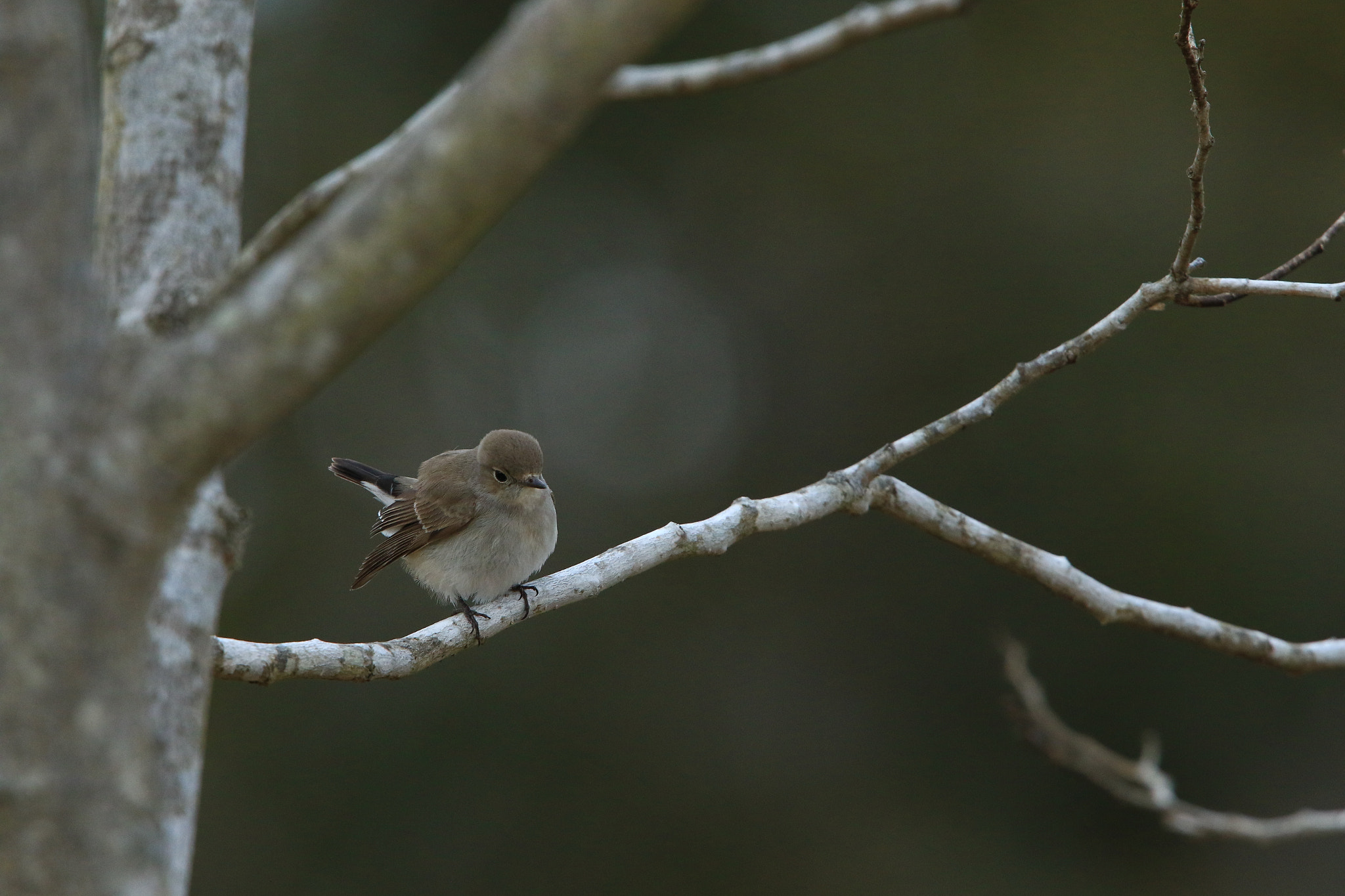 Canon EOS 7D Mark II + Canon EF 400mm F2.8L IS USM sample photo. Red-breasted flycatcher オジロビタキ♀ photography