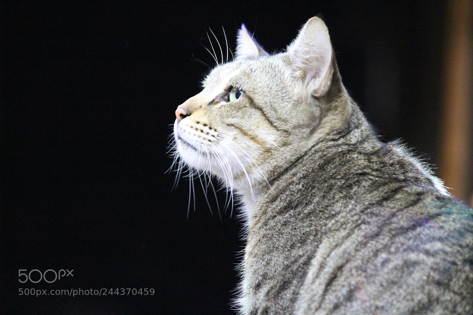 Canon EF-S 55-250mm F4-5.6 IS II sample photo. Meow 01 photography