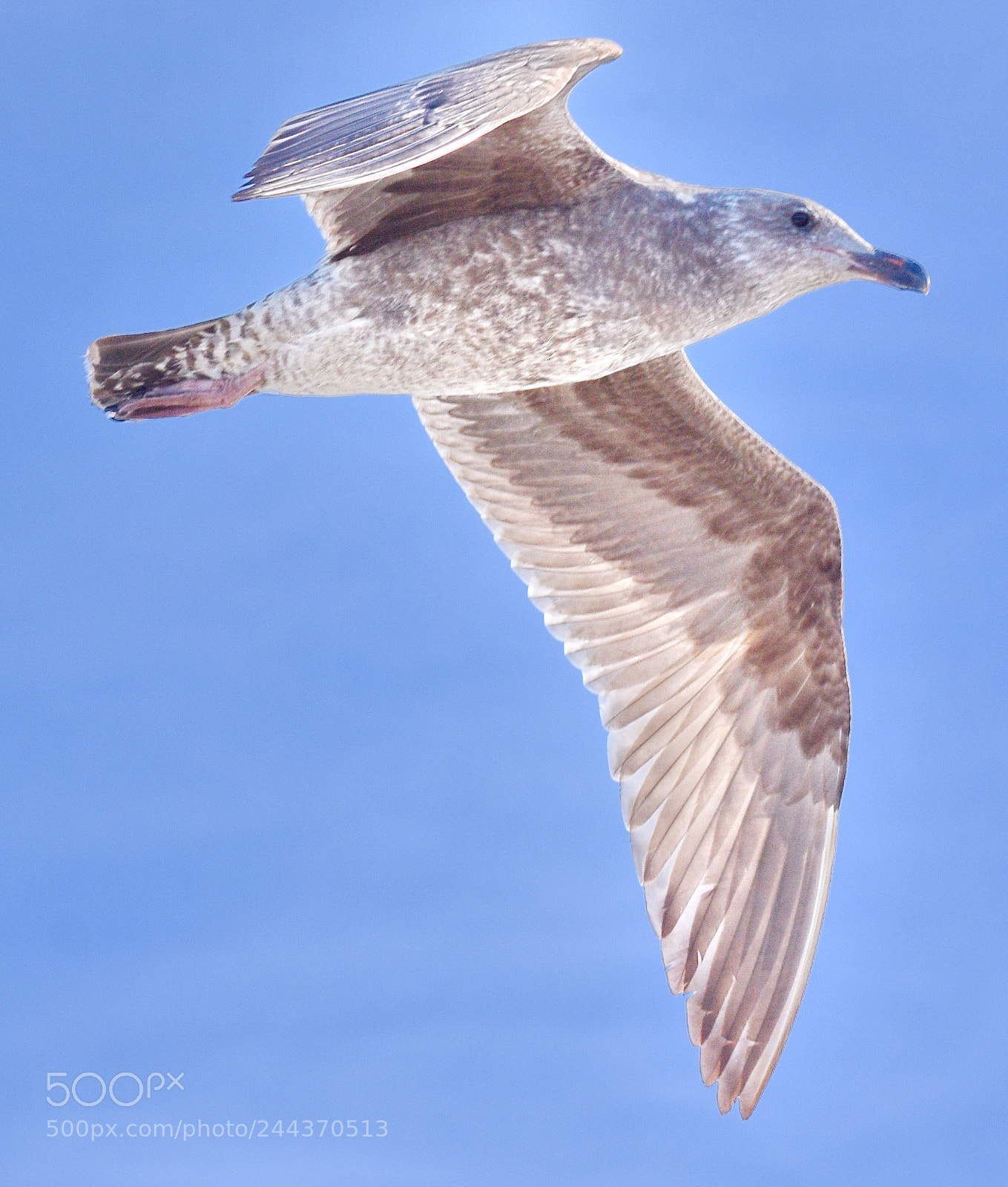 Nikon D7200 sample photo. Grey seagull flying across photography
