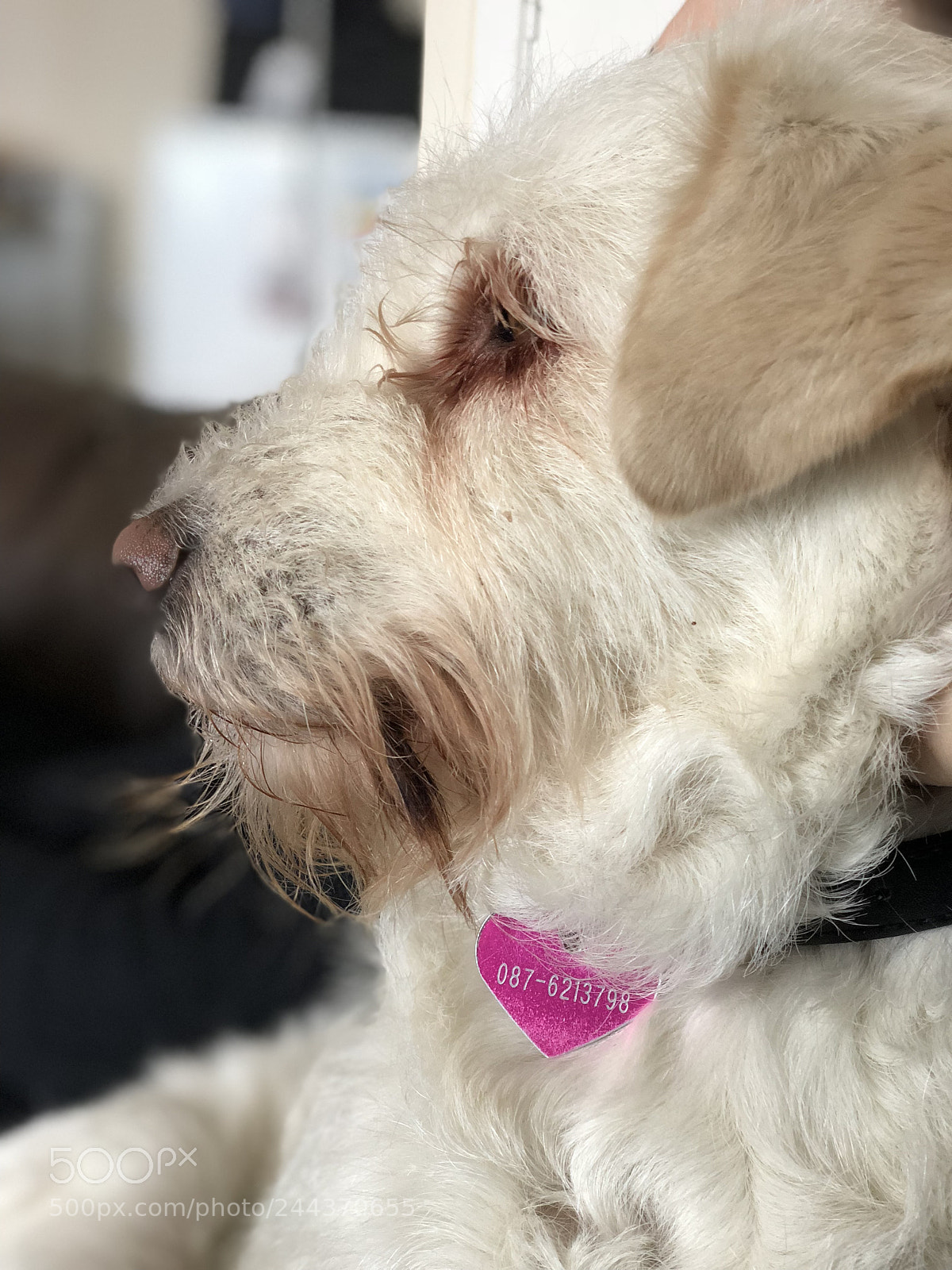 Apple iPhone X sample photo. Bara the dog photography