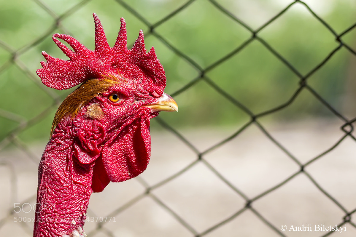 Canon EOS 60D sample photo. Red head of a photography