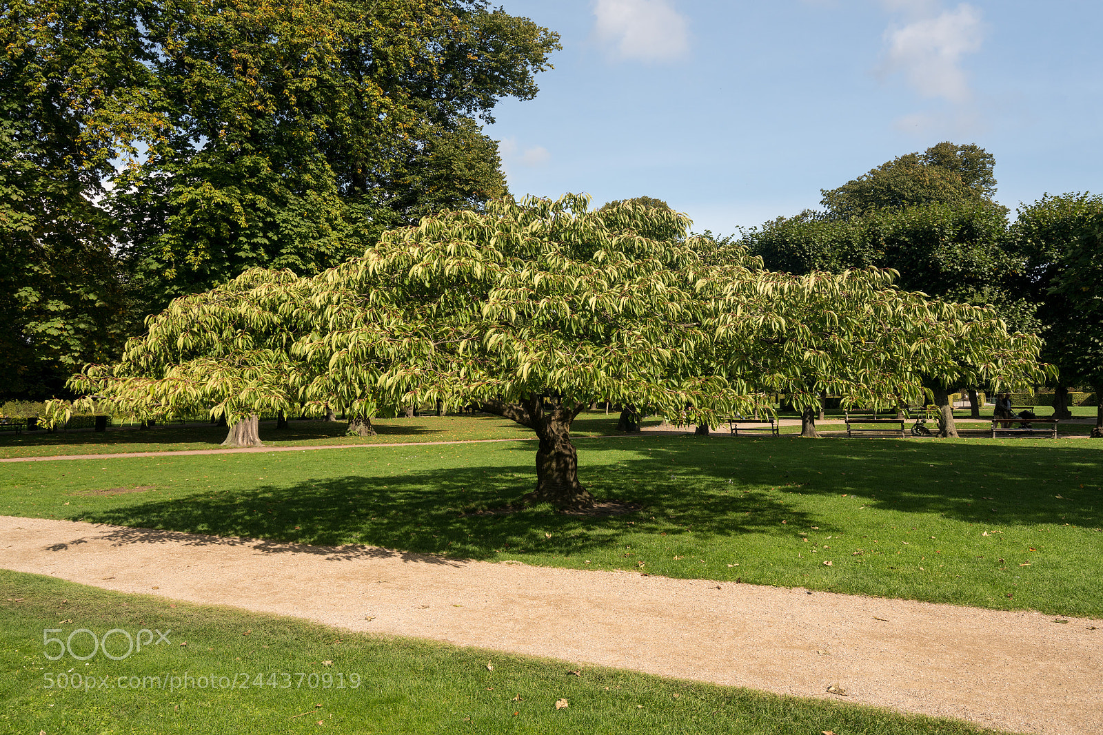 Sony a7R II sample photo. Squat tree in castle photography