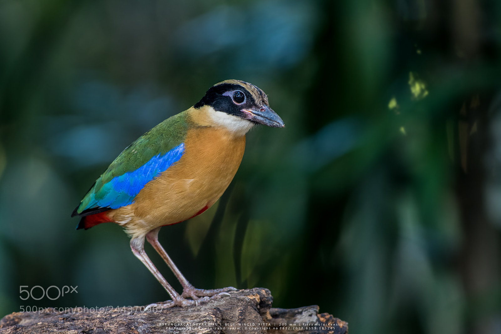 Nikon D810 sample photo. Blue-winged pitta photography