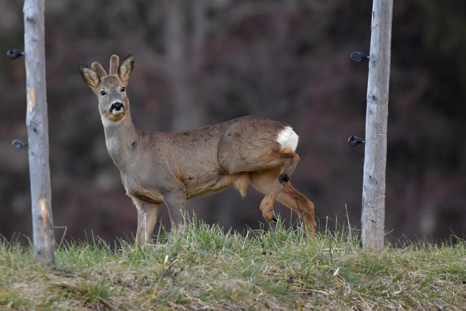 Nikon D5 + Sigma 150-600mm F5-6.3 DG OS HSM | S sample photo. Brocard photography