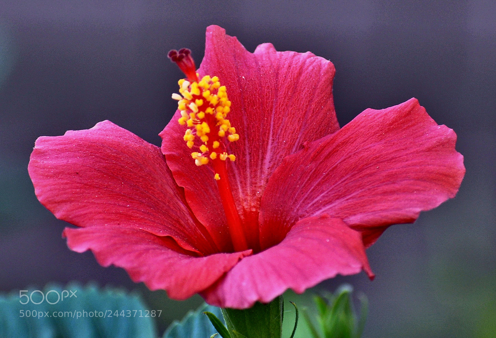Nikon D7200 sample photo. A nice red hibiscus photography