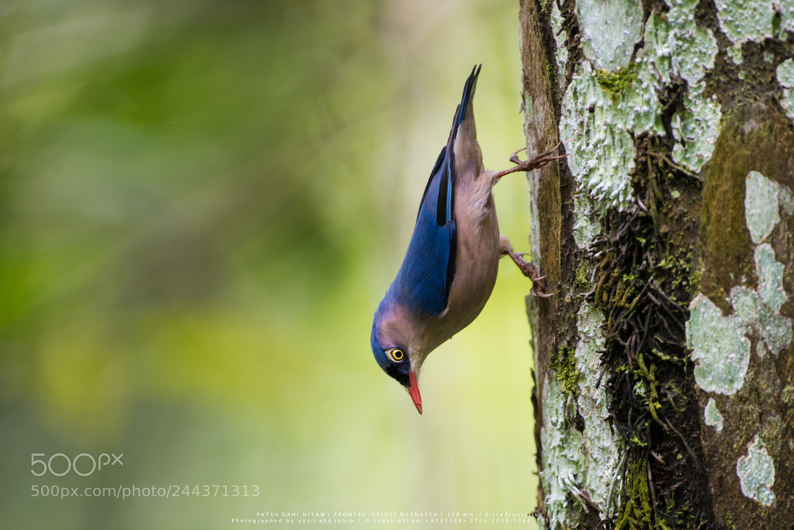 Nikon D810 sample photo. Velvet-fronted nuthatch photography