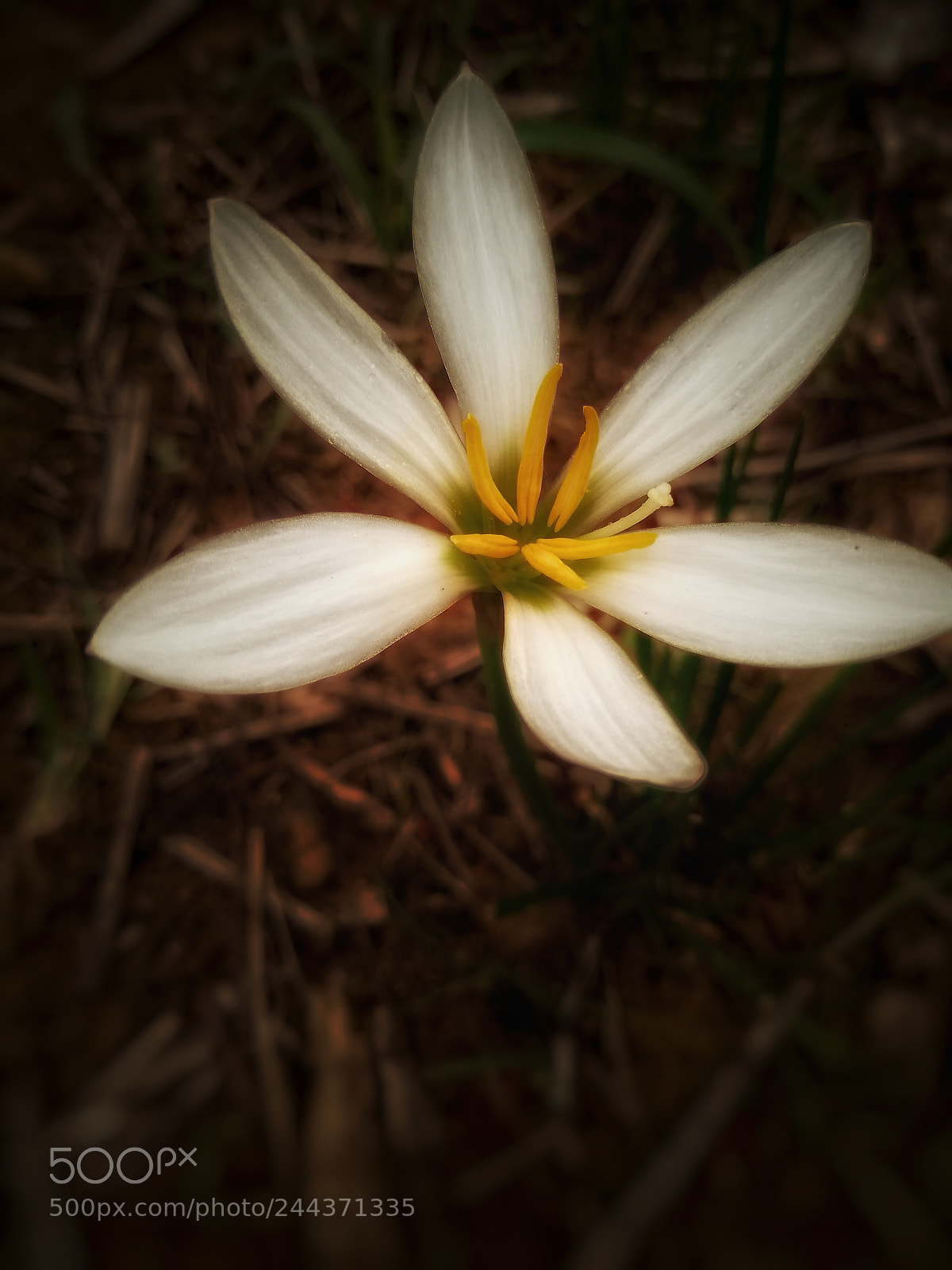 Motorola Moto G (5S) sample photo. Untitled photography