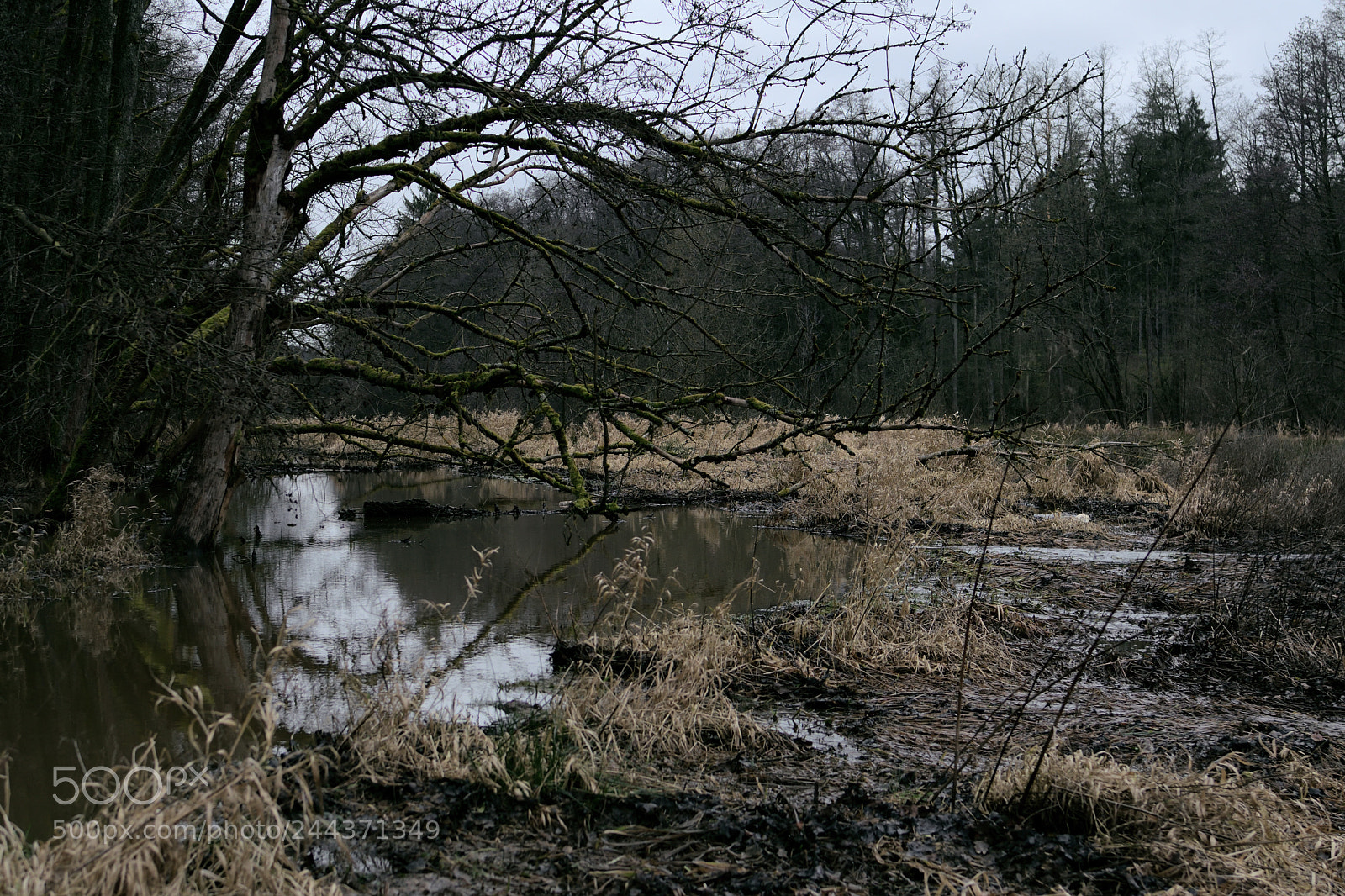 Nikon D7500 sample photo. Inside the swamp photography