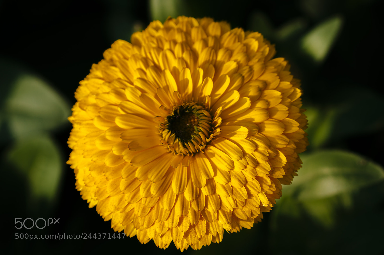 Nikon D3200 sample photo. Pot marigold photography
