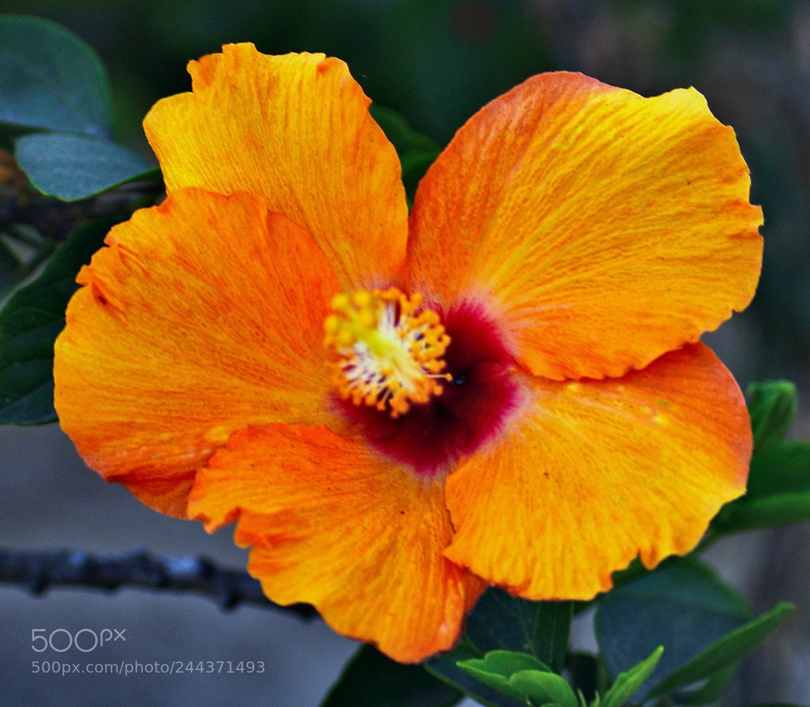 Nikon D7200 sample photo. A beautiful gold hibiscus photography