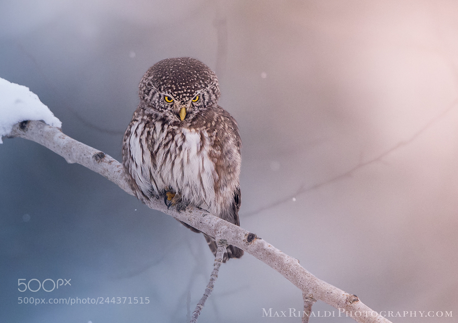 Nikon D810 sample photo. Pygmy owl photography