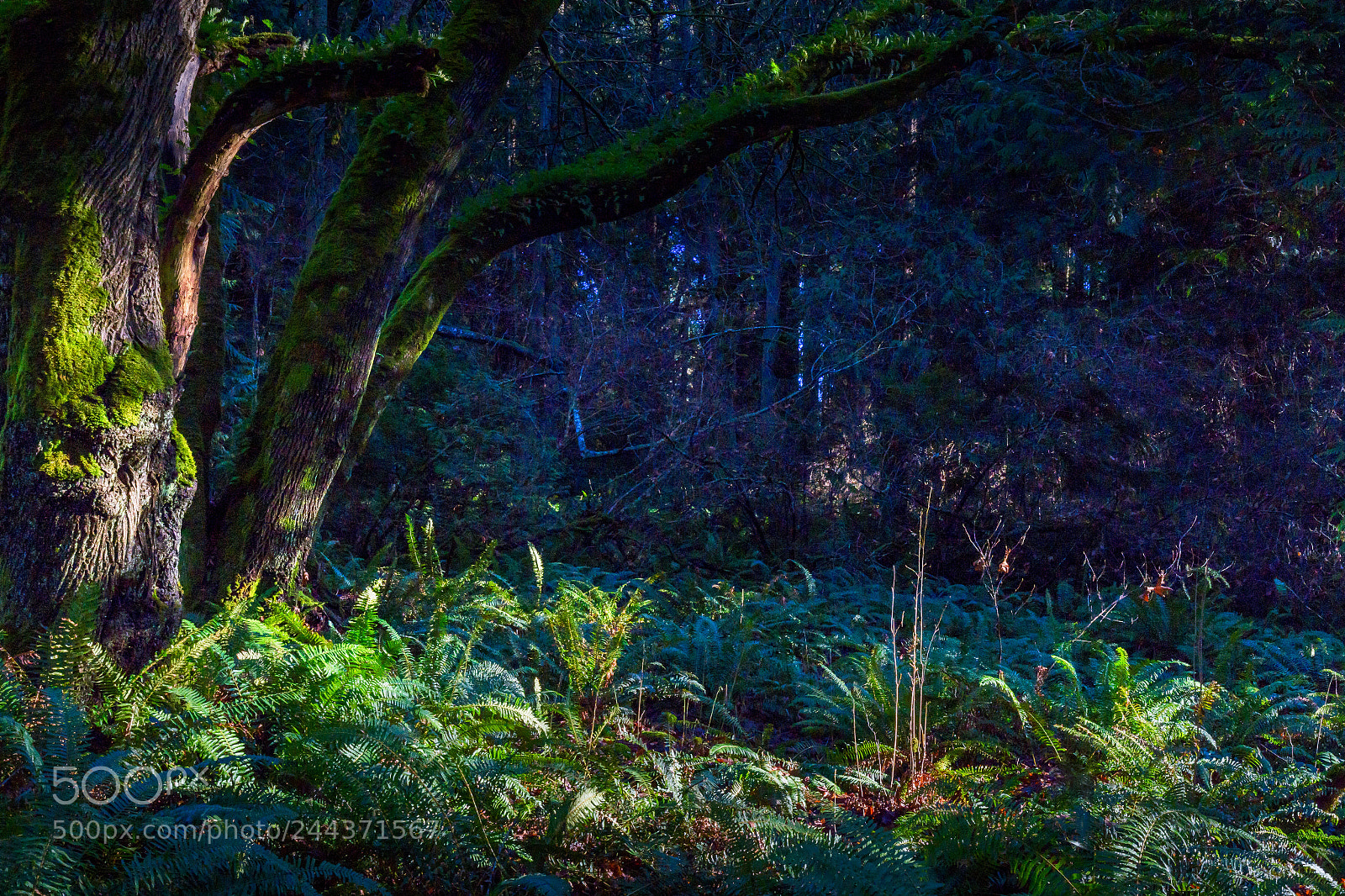 Nikon D500 sample photo. Winter forest photography