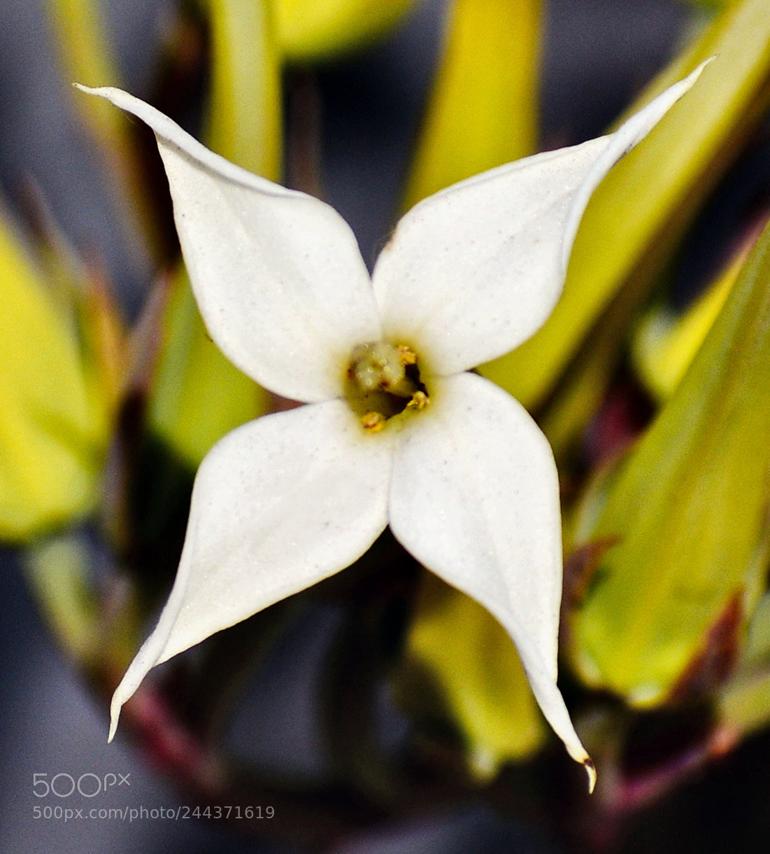 Nikon D7200 sample photo. A nice white star photography