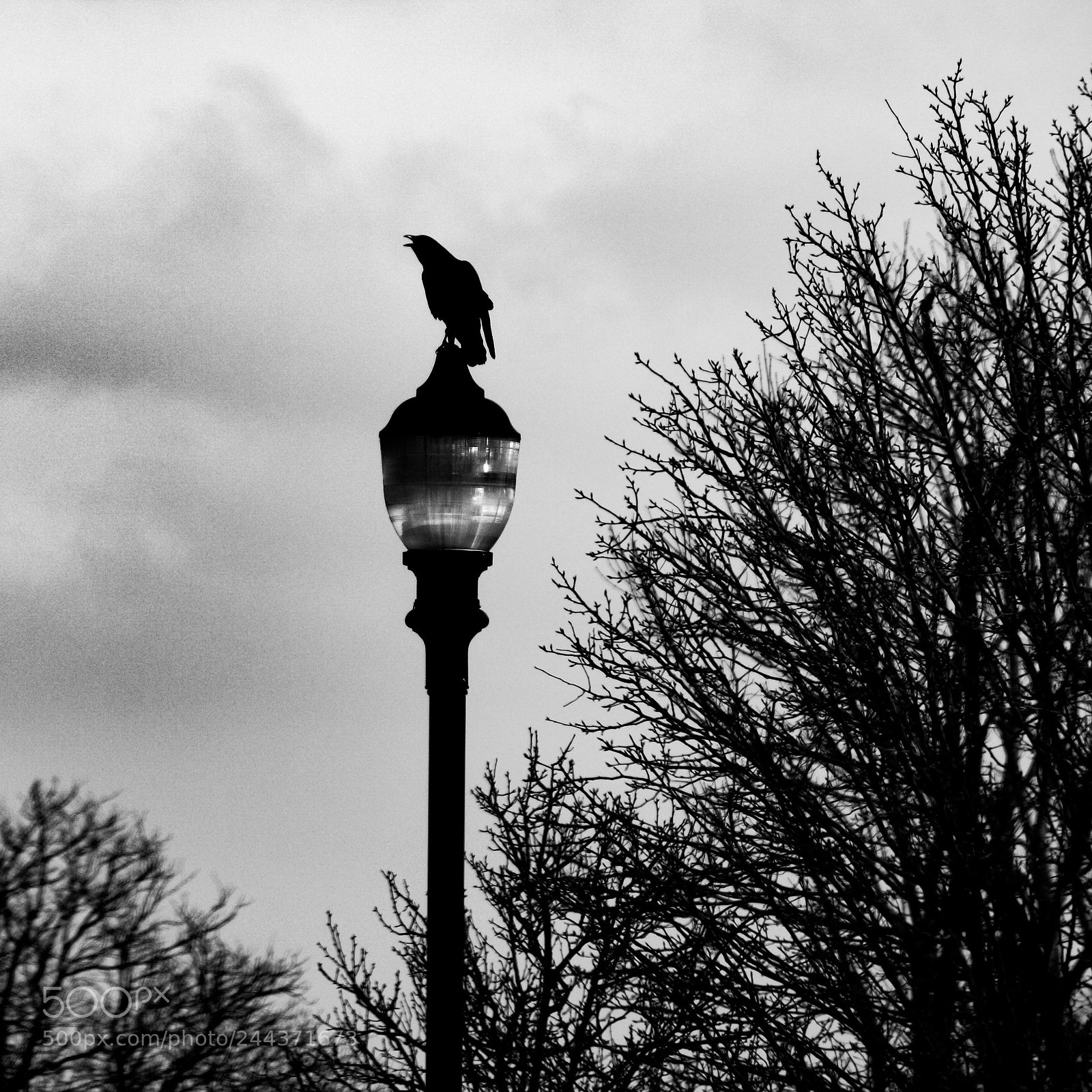 Canon EOS 1000D (EOS Digital Rebel XS / EOS Kiss F) sample photo. The raven photography