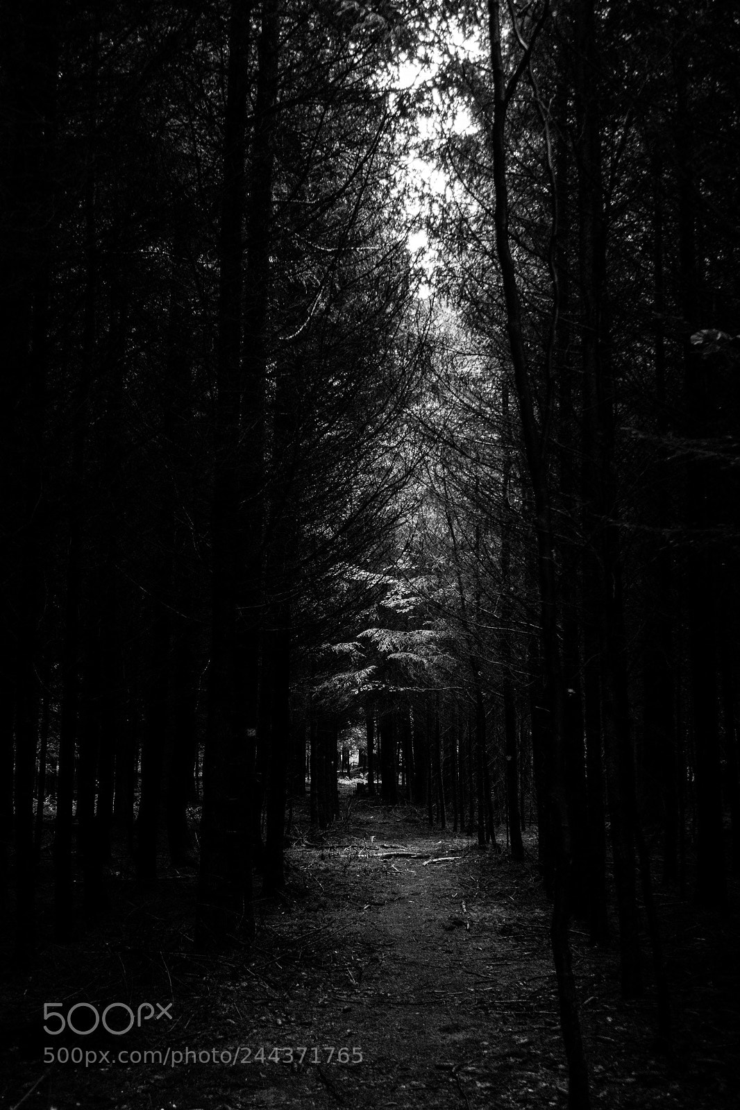 Canon PowerShot G7 X sample photo. Forest trail photography