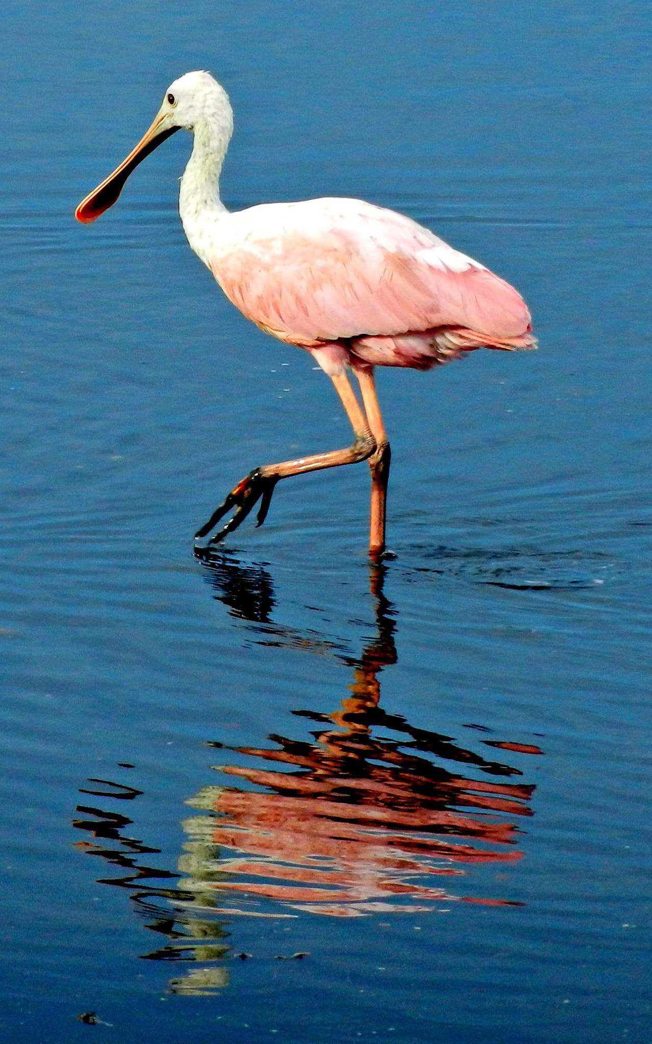 Nikon Coolpix S9100 sample photo. Roseate spoonbill photography