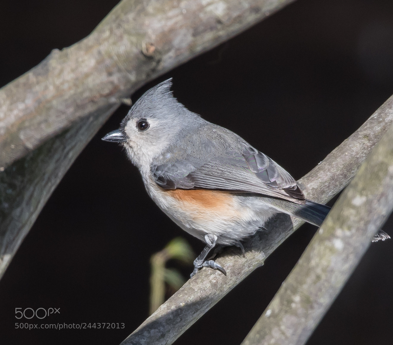 Nikon D500 sample photo. Tufted titmouse photography