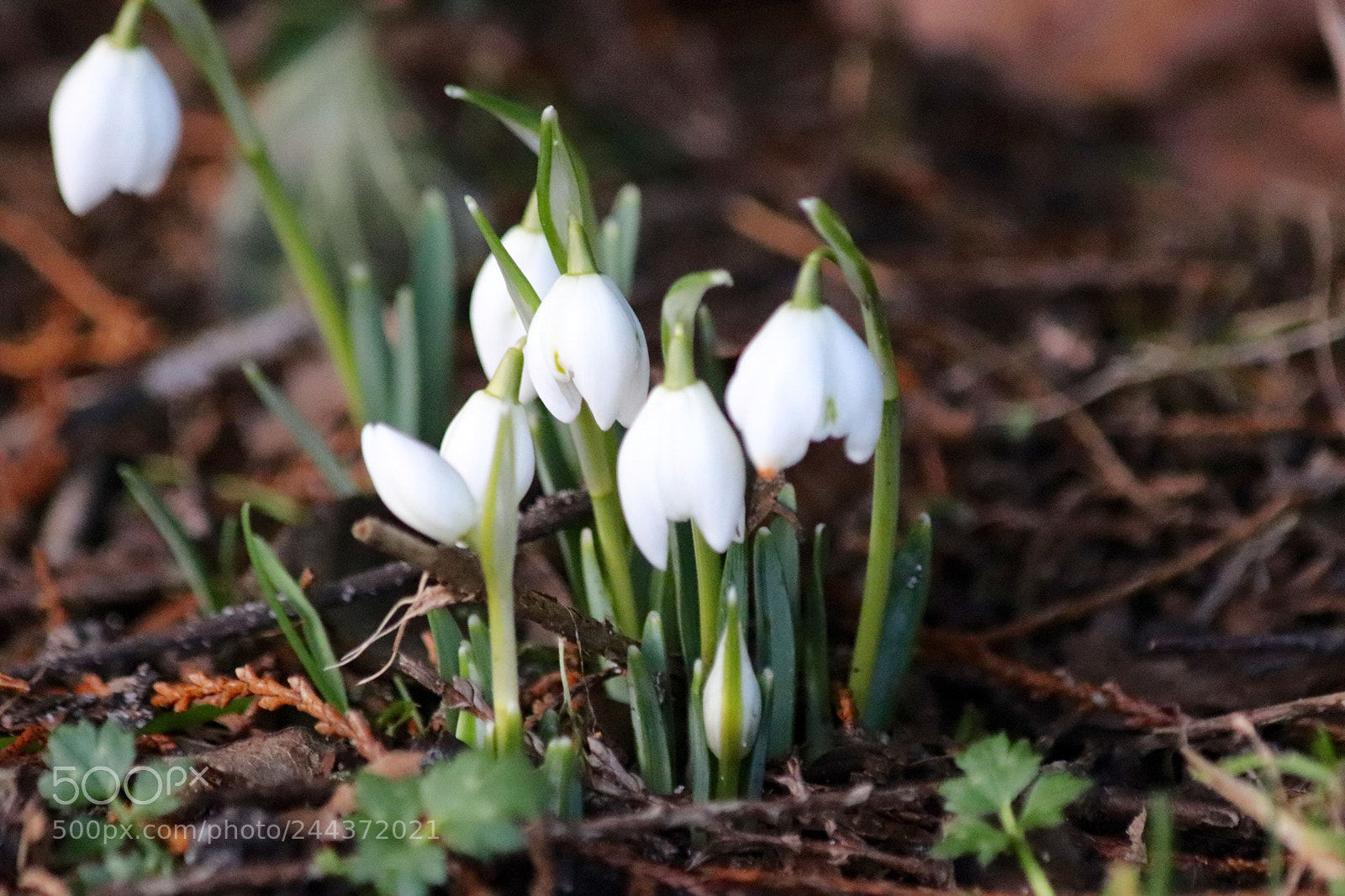 Canon EOS 77D (EOS 9000D / EOS 770D) sample photo. Springtime is coming photography