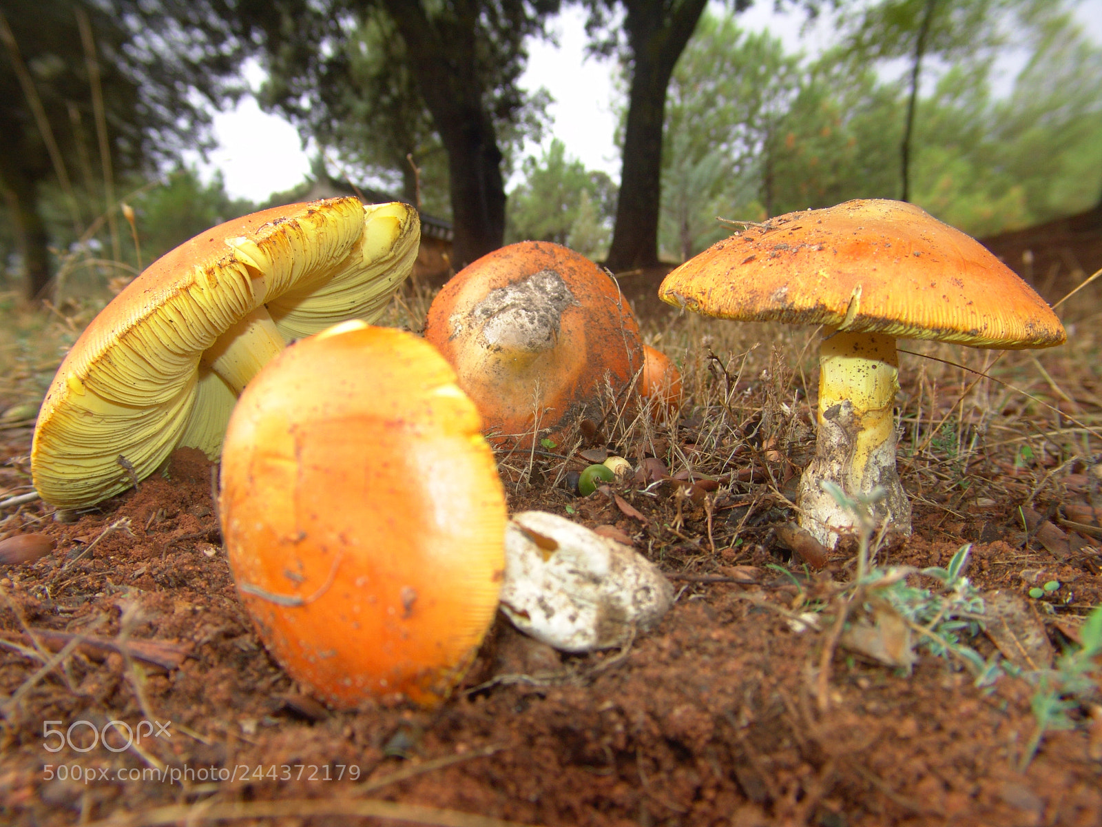 Sony DSC-F828 sample photo. Amanita caesarea photography
