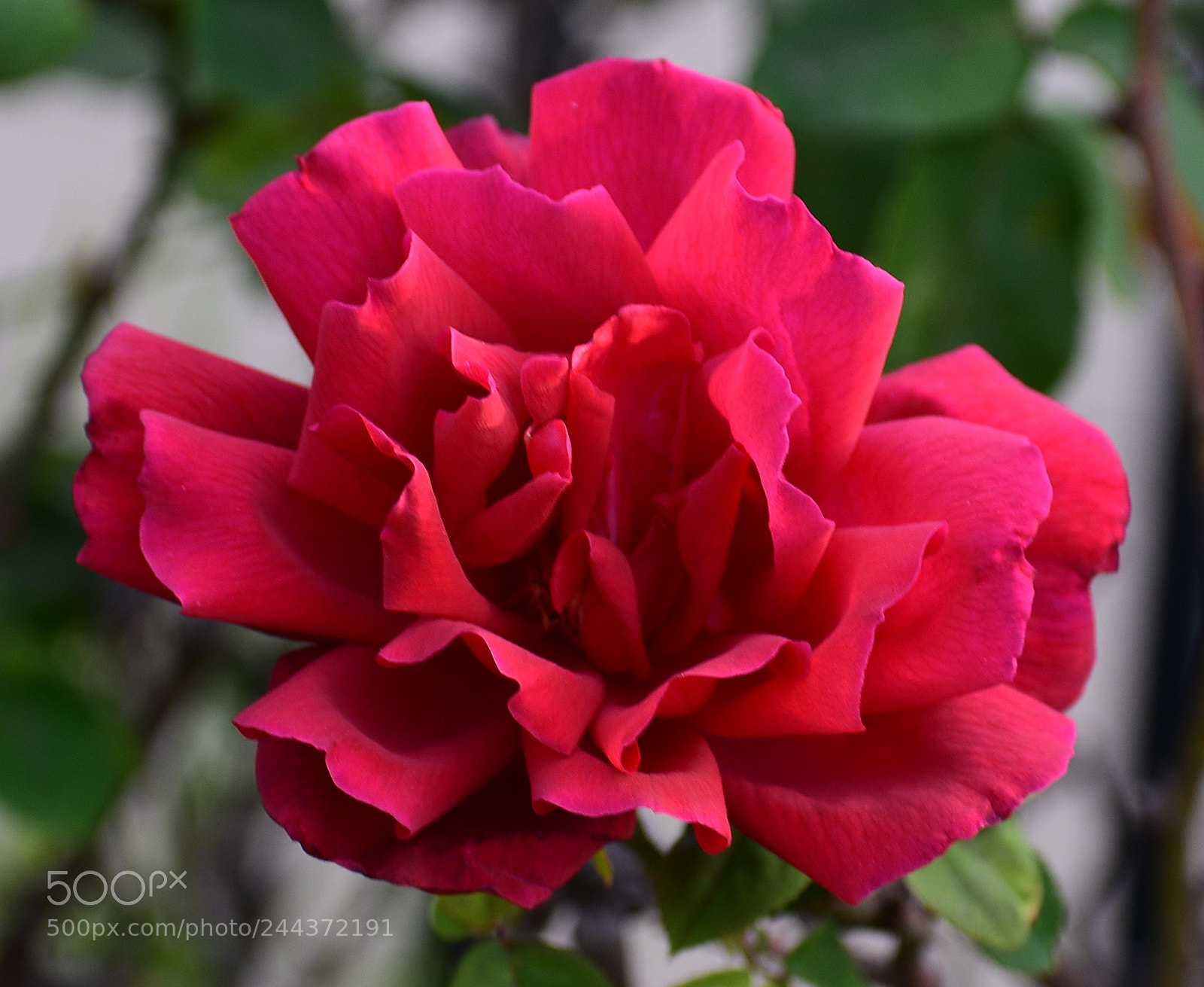 Nikon D7200 sample photo. Red rose photography