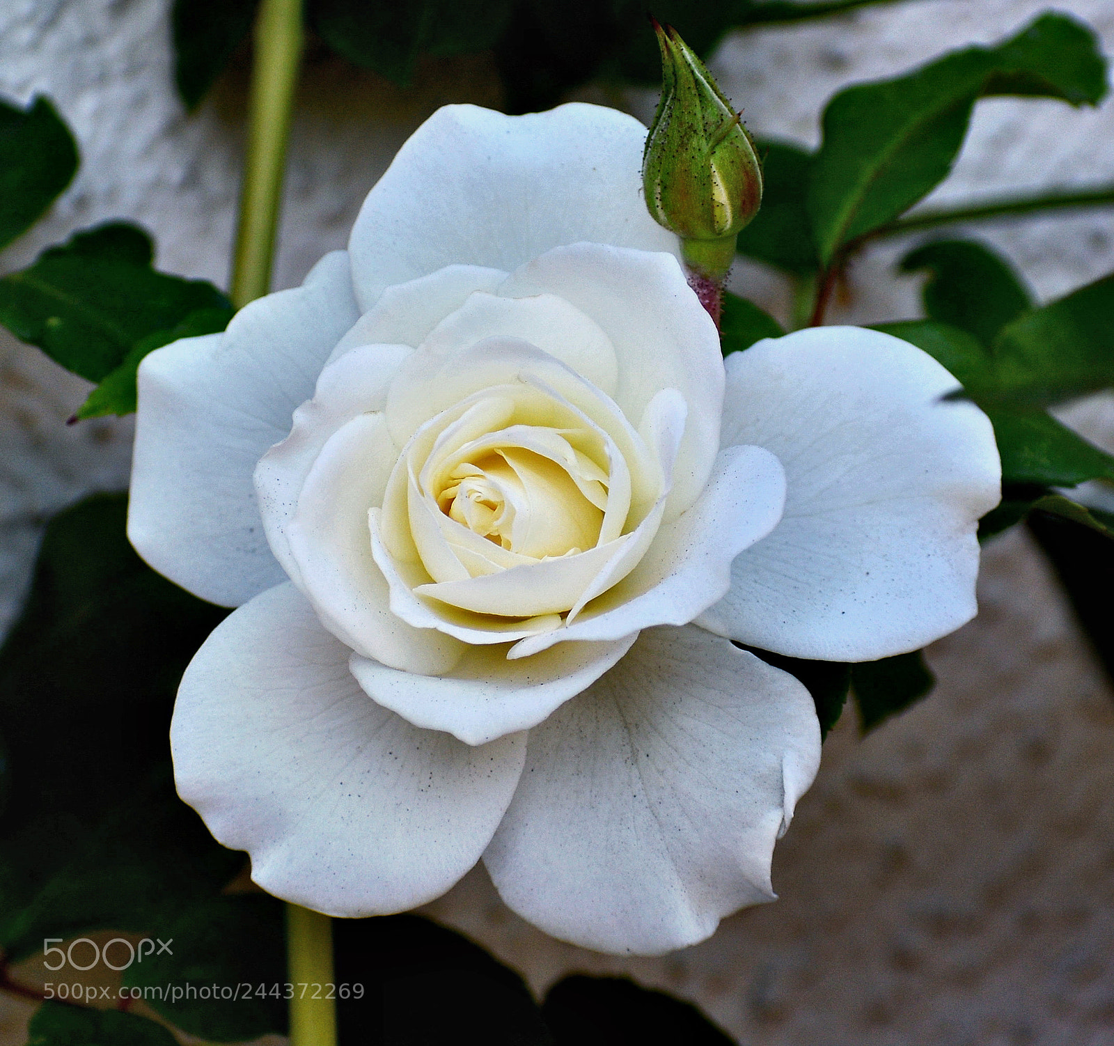 Nikon D7200 sample photo. White rose photography