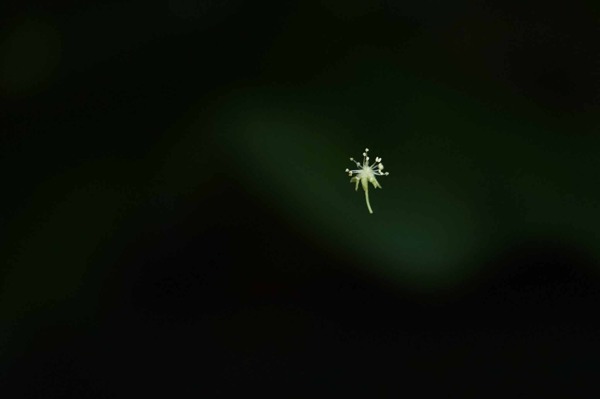 Sony FE 70-300mm F4.5-5.6 G OSS sample photo. Flying plant photography