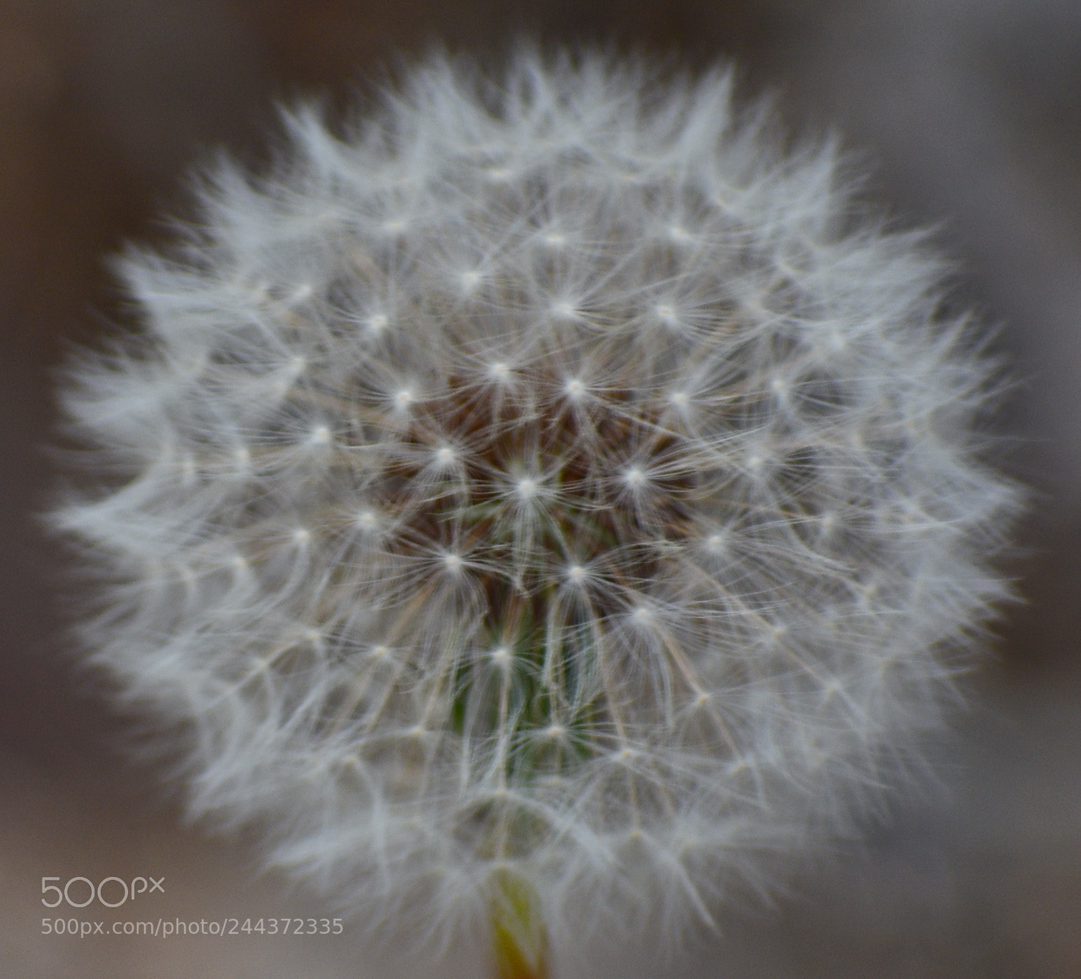 Nikon D7200 sample photo. A white puffball flower photography
