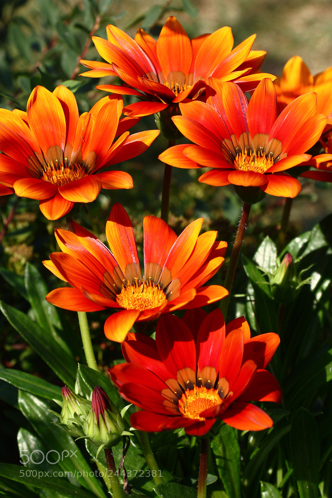 Canon EOS 450D (EOS Rebel XSi / EOS Kiss X2) sample photo. Gazania in red tones. photography