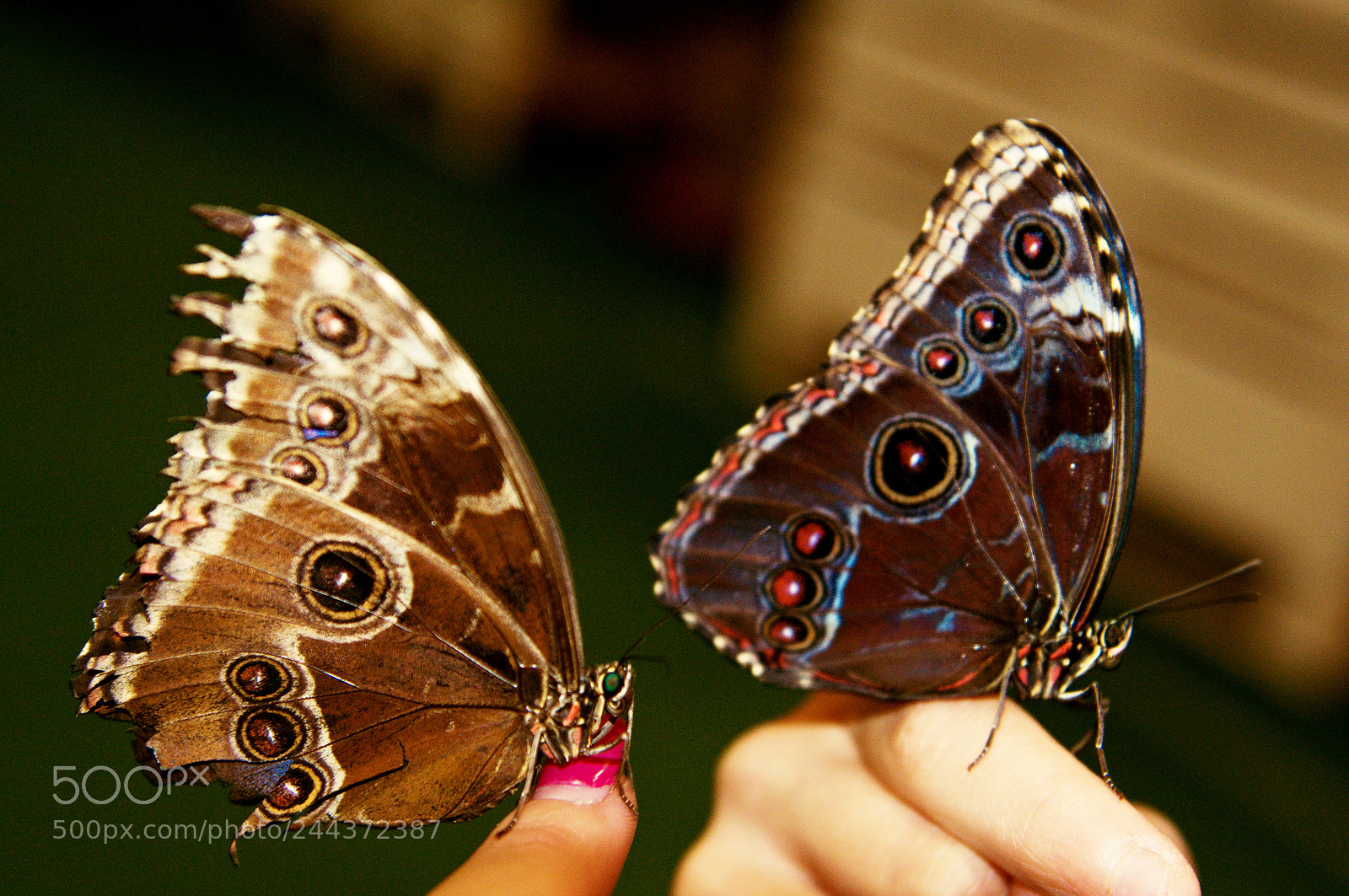 Nikon D90 sample photo. Butterfly photography
