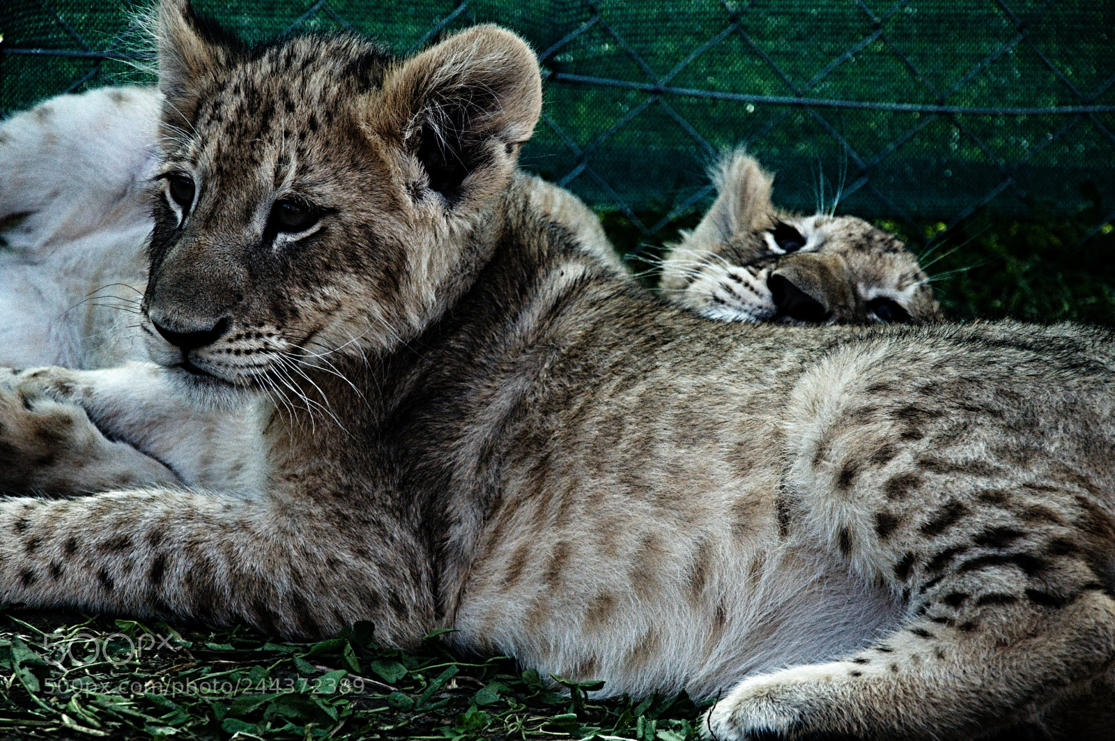 Nikon D90 sample photo. Cute beast photography