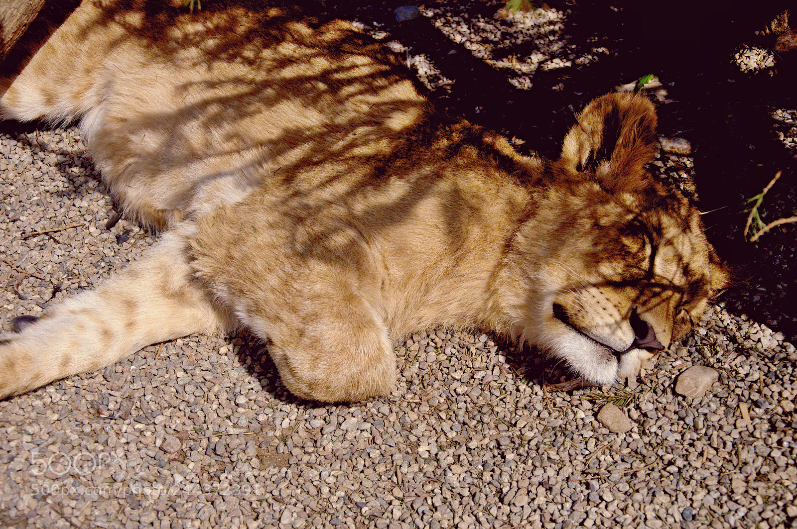 Nikon D90 sample photo. Lion photography