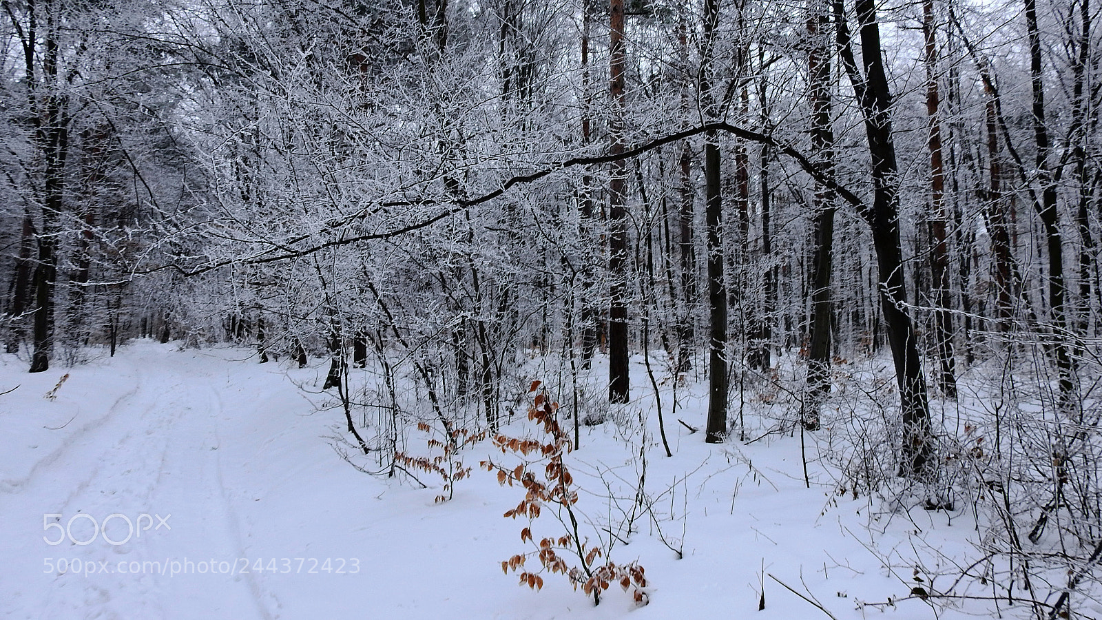 Nikon Coolpix P900 sample photo. Frost photography