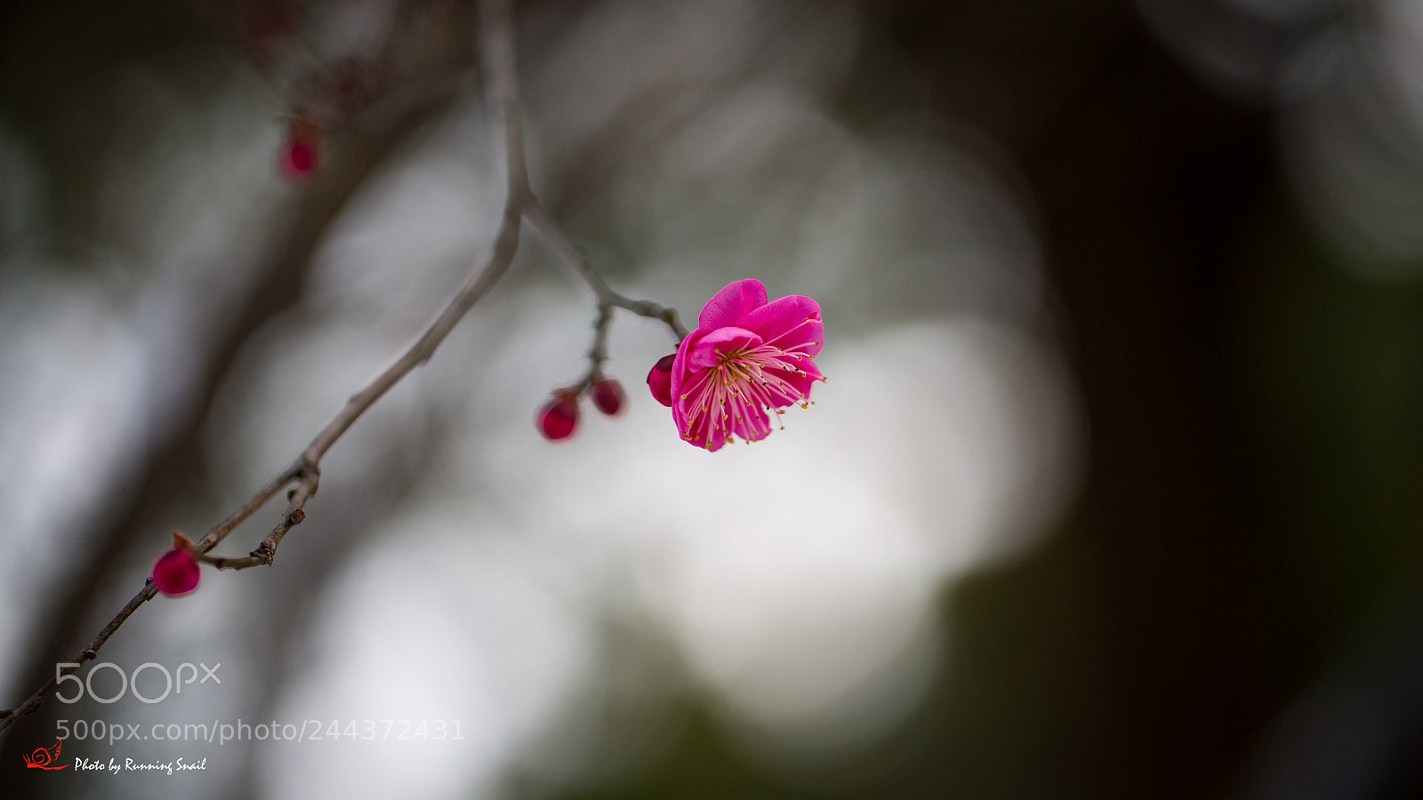 Canon EOS-1D X sample photo. Plum blossom photography