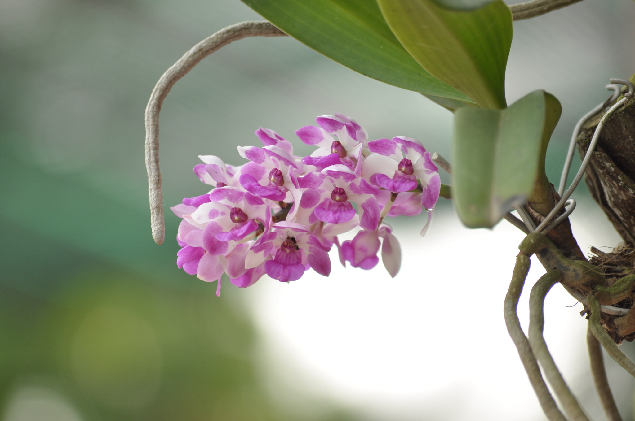 Nikon D90 sample photo