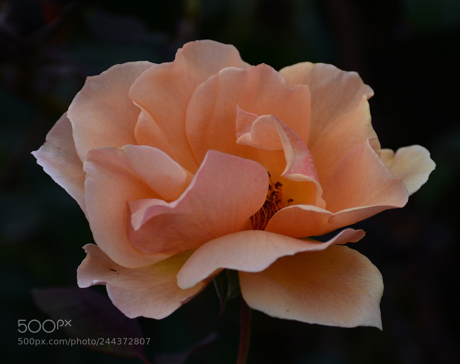 Nikon D7200 sample photo. A pink rose photography
