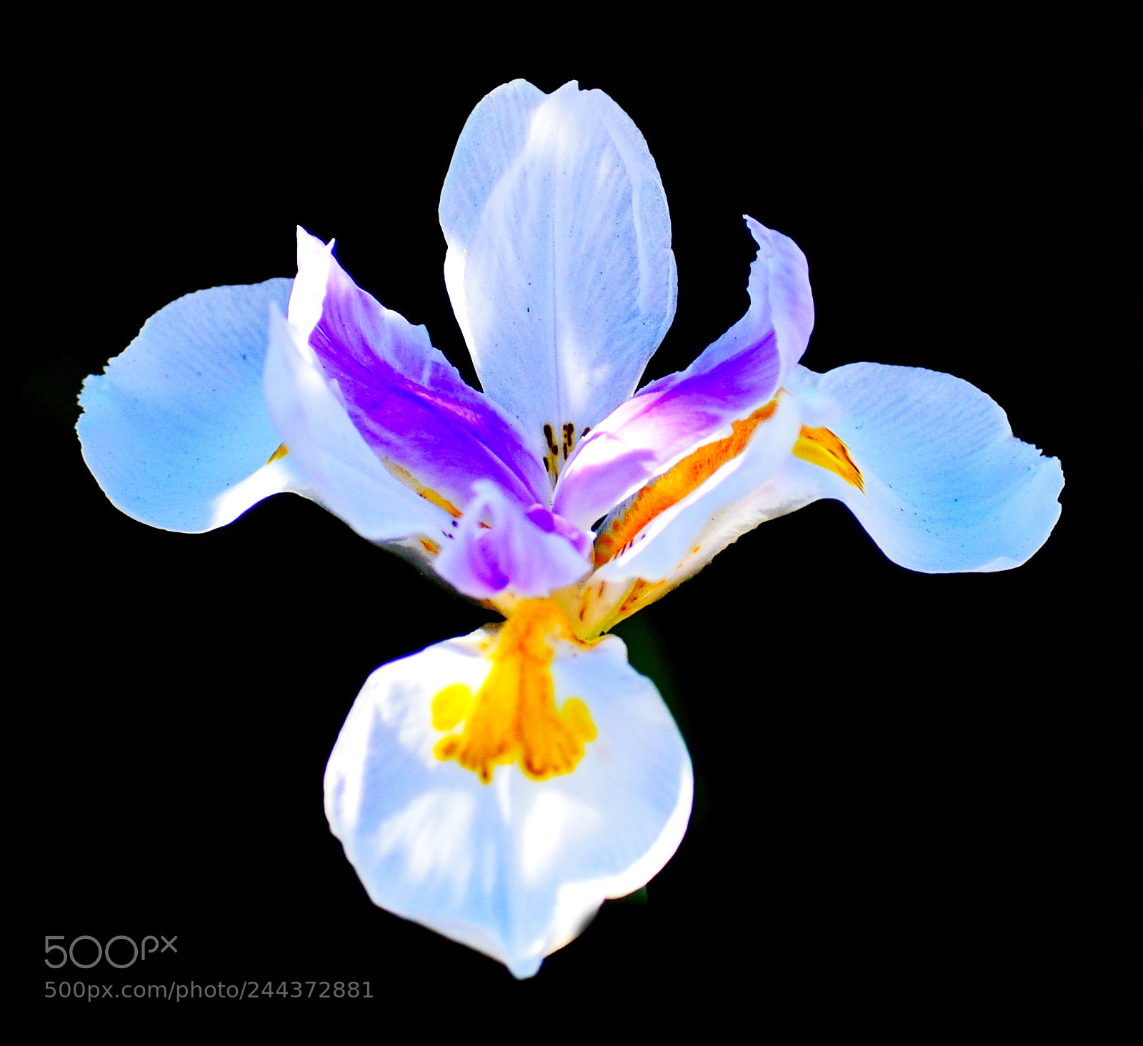 Nikon D7200 sample photo. White iris flower photography