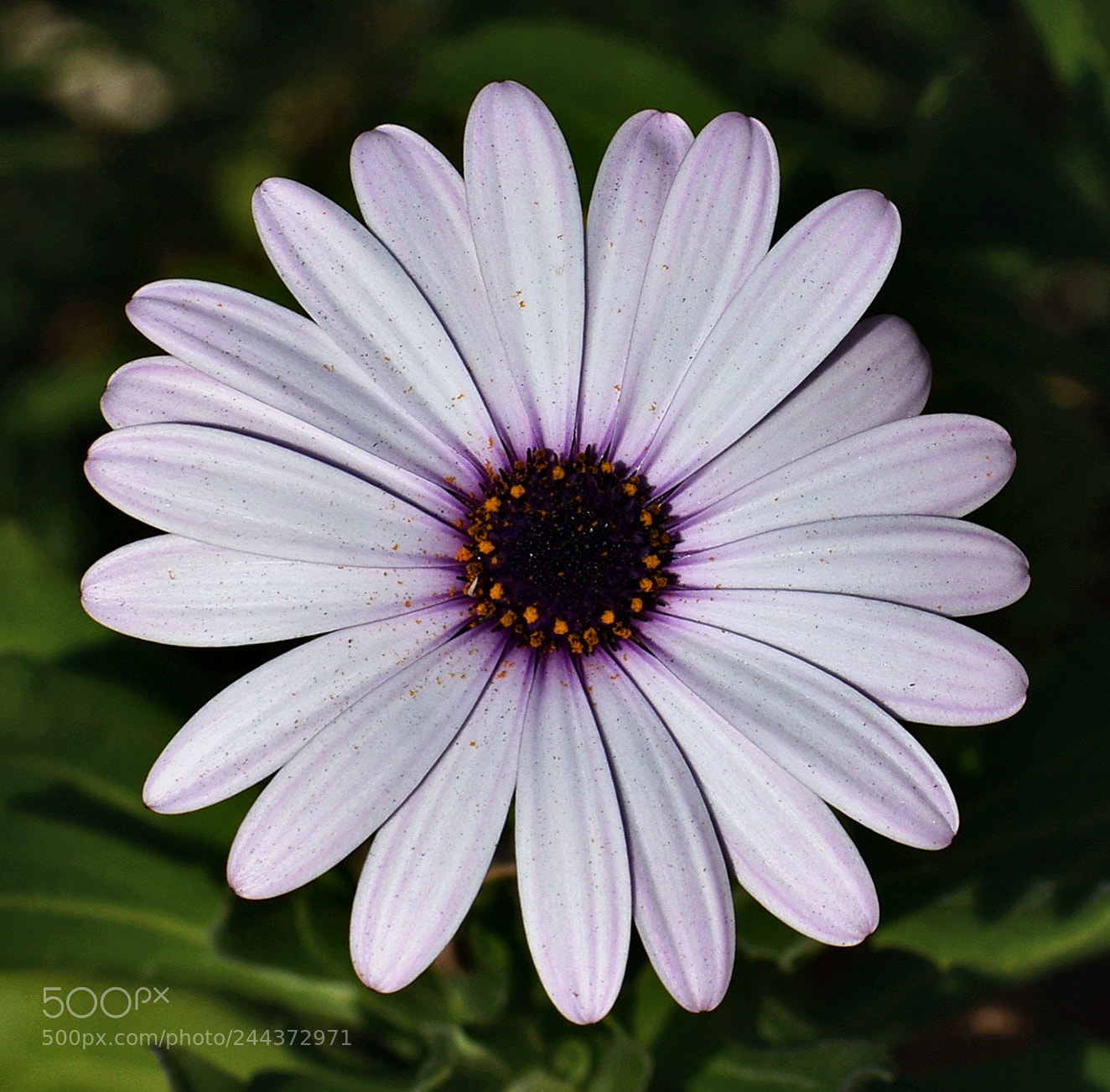 Nikon D7200 sample photo. A white daisy photography