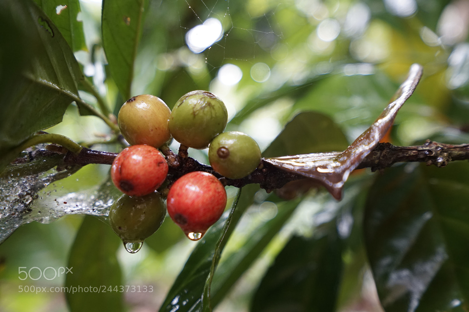 Sony a7 II sample photo. Coffee beans photography