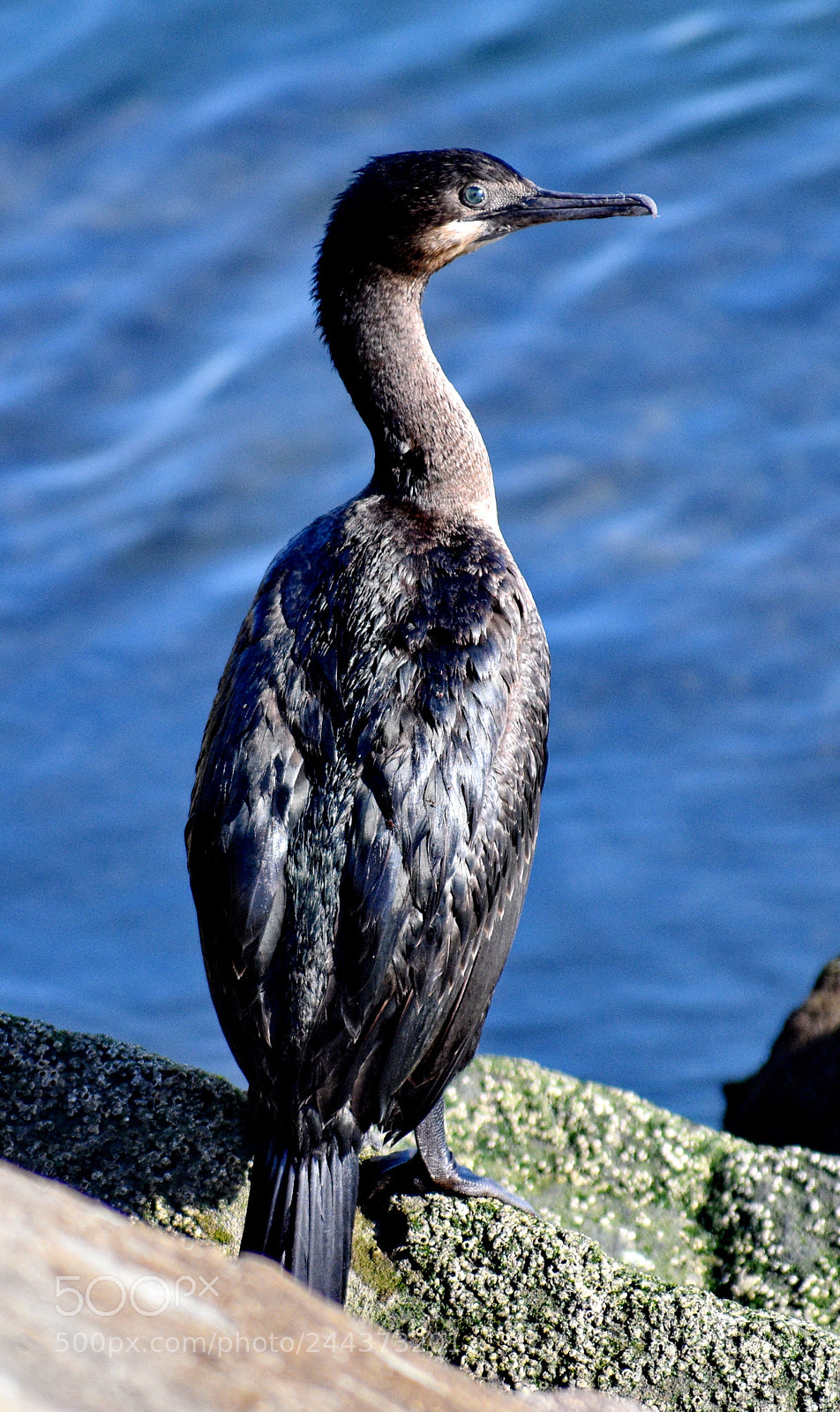 Nikon D7200 sample photo. A black cormorant watching photography