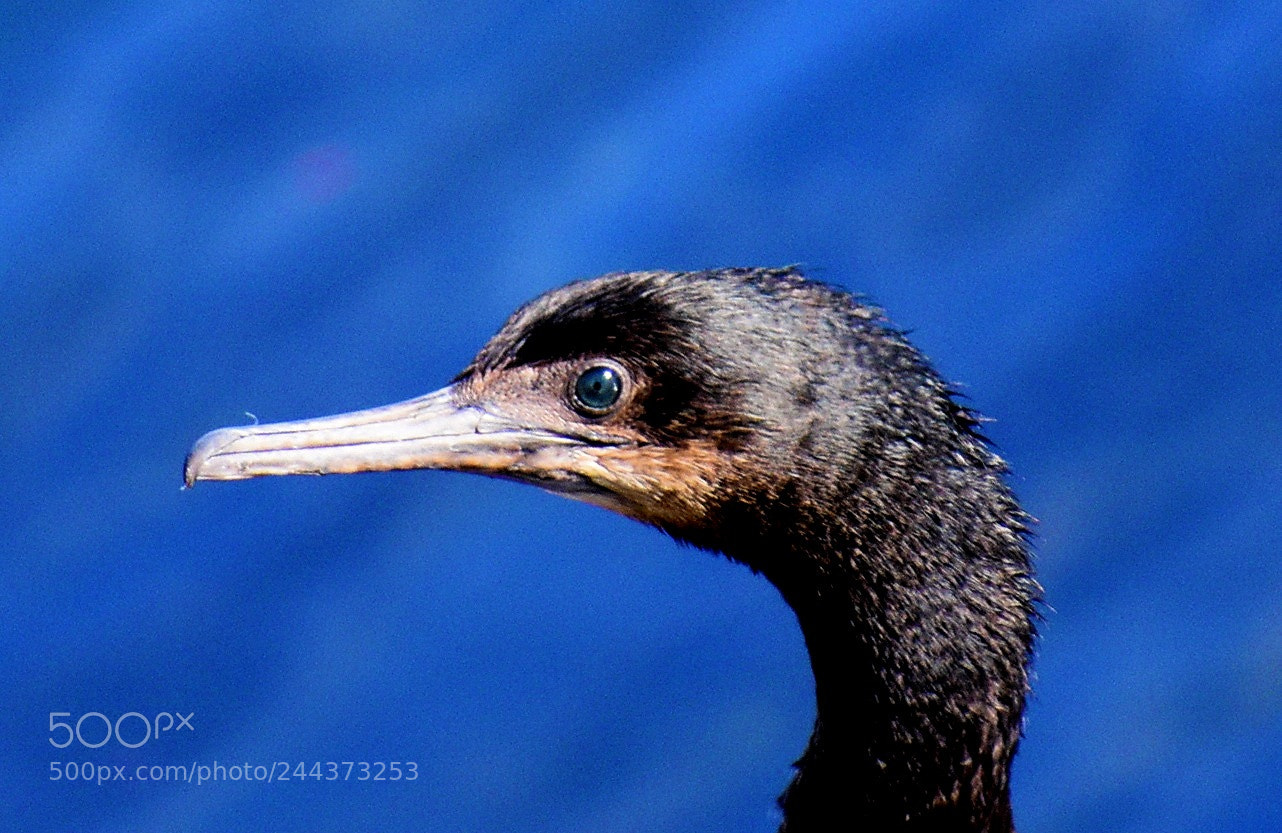 Nikon D7200 sample photo. Black cormorant portrait photography
