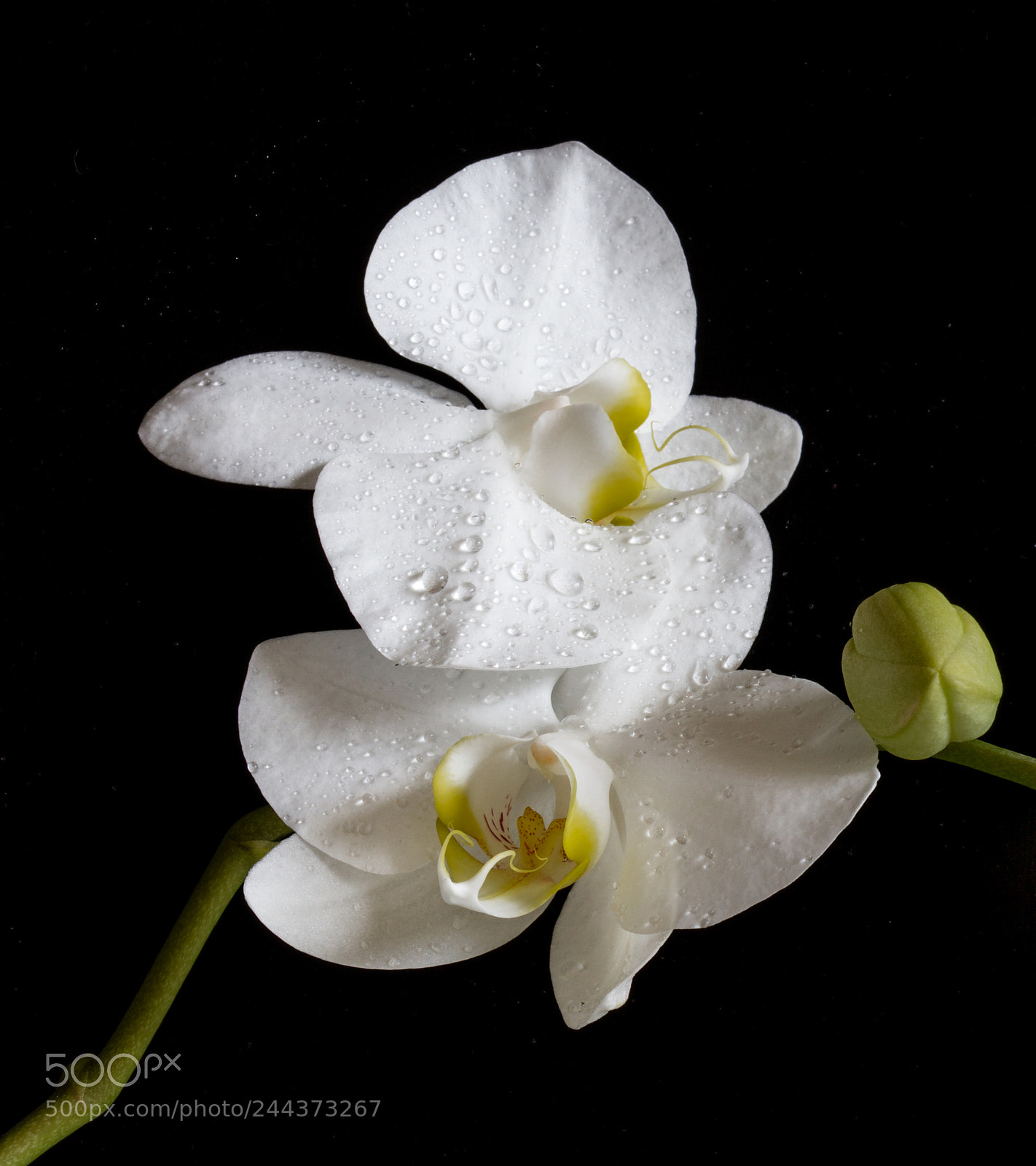 Canon EOS 7D sample photo. White orchid photography