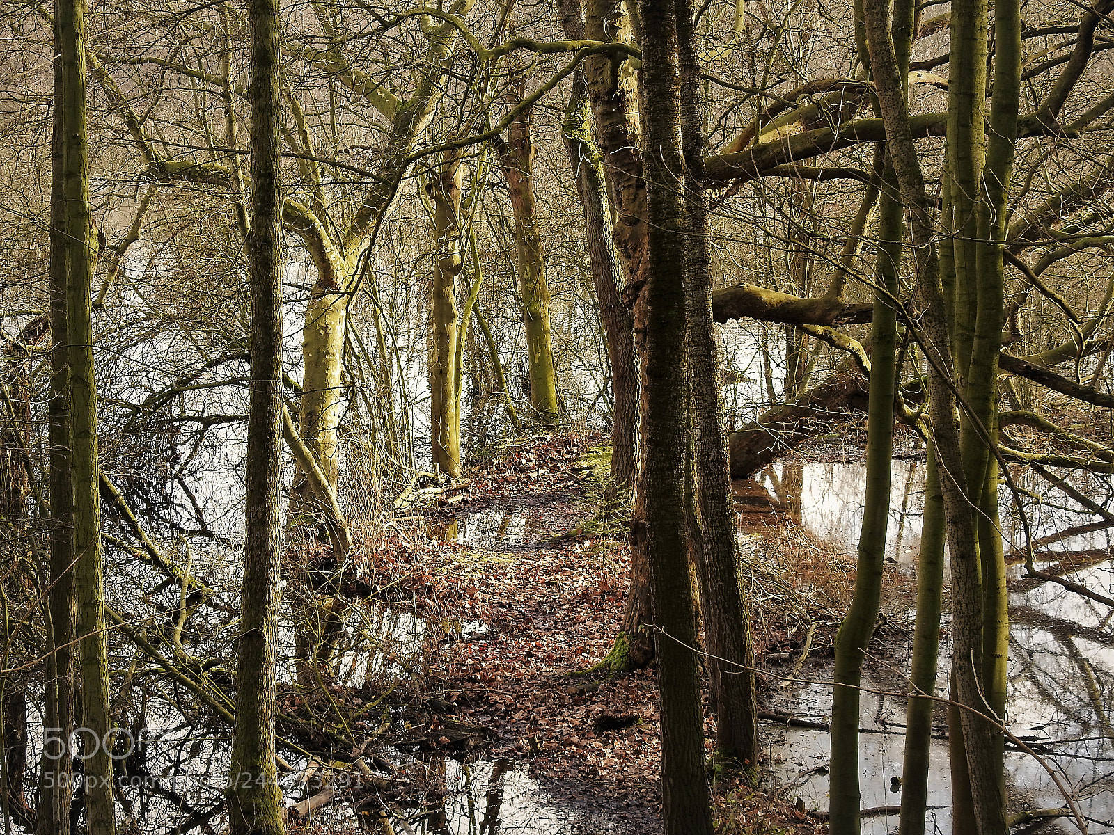 Nikon Coolpix P900 sample photo. Winter wet photography