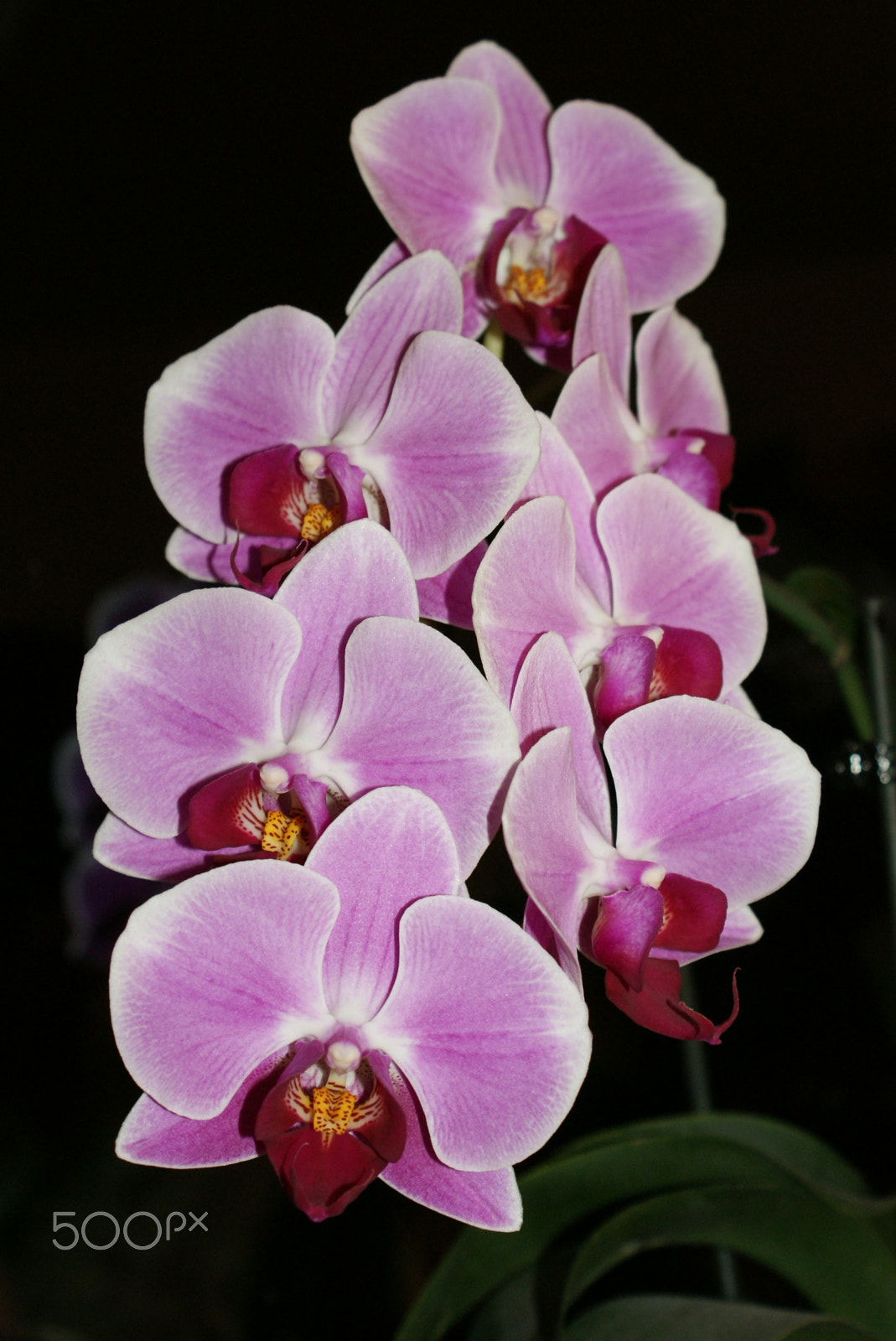 Sony Alpha DSLR-A300 sample photo. Dsc01883.jpg photography