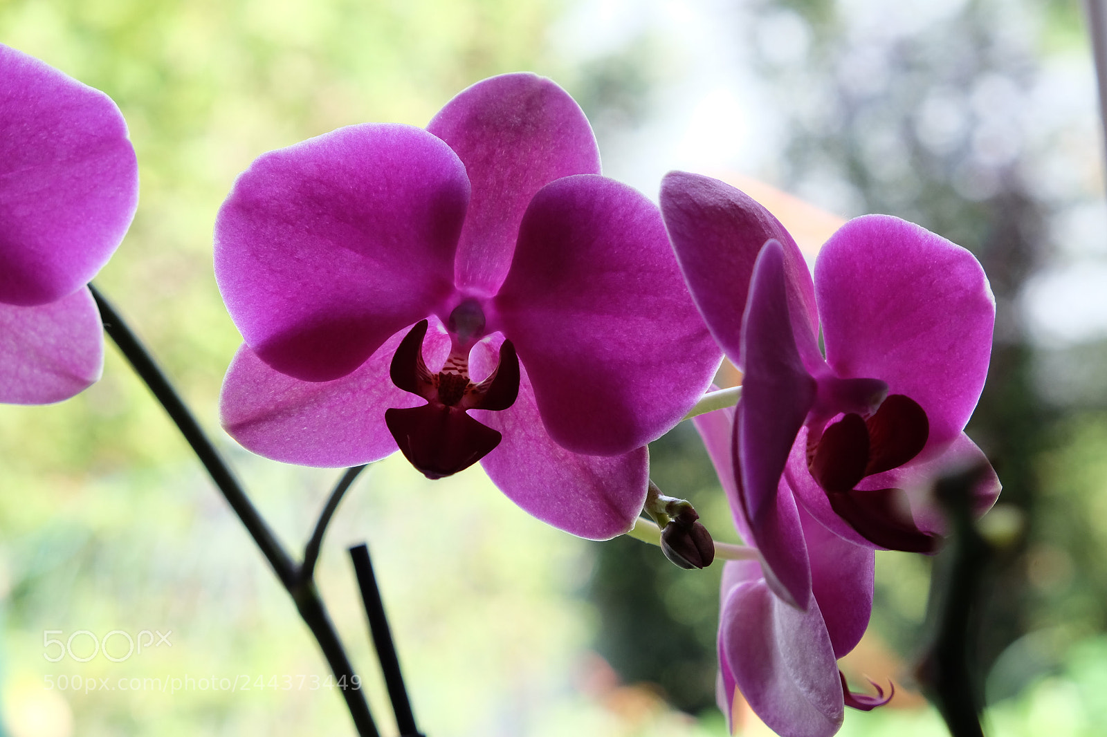 Fujifilm X-T10 sample photo. 2017_0502_fuji_0167.jpg photography
