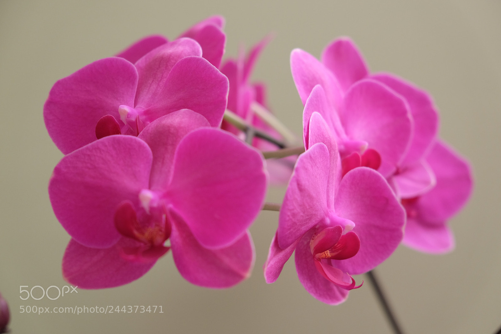 Fujifilm X-T10 sample photo. 2017_0413xt10fuji0036.jpg photography