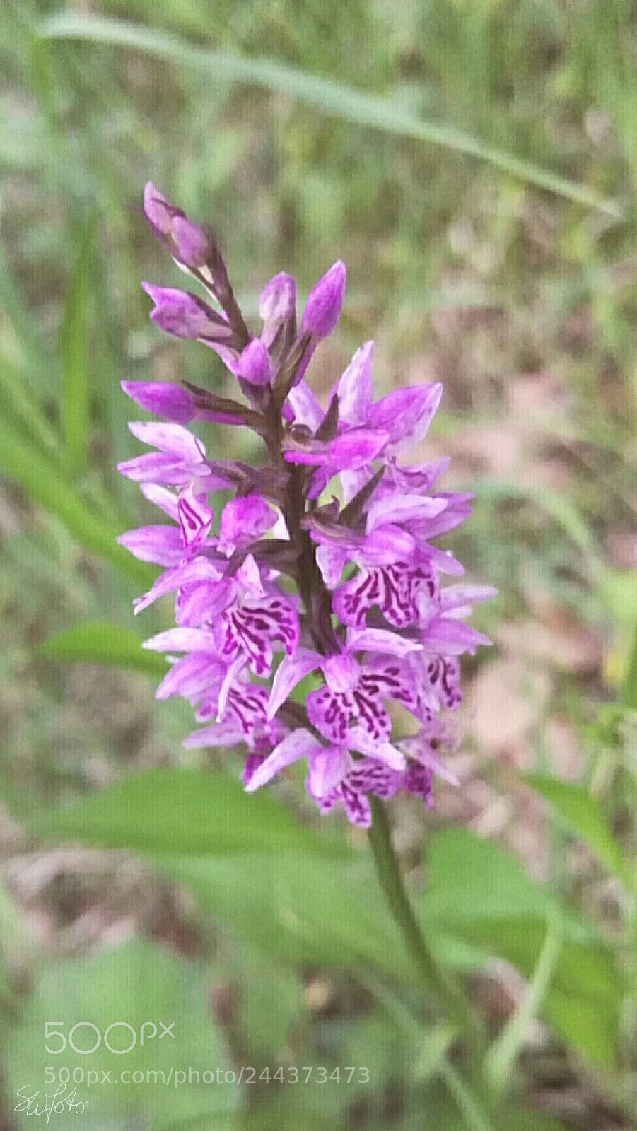 HUAWEI Honor 7 sample photo. Img_20170618_224345.jpg photography