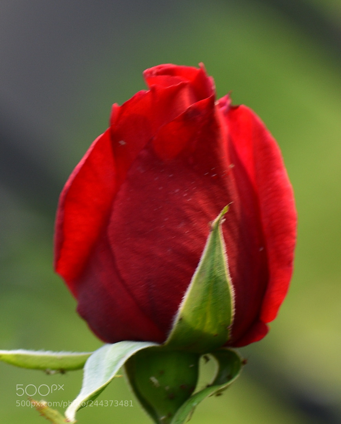Nikon D7200 sample photo. A blossoming red rose photography