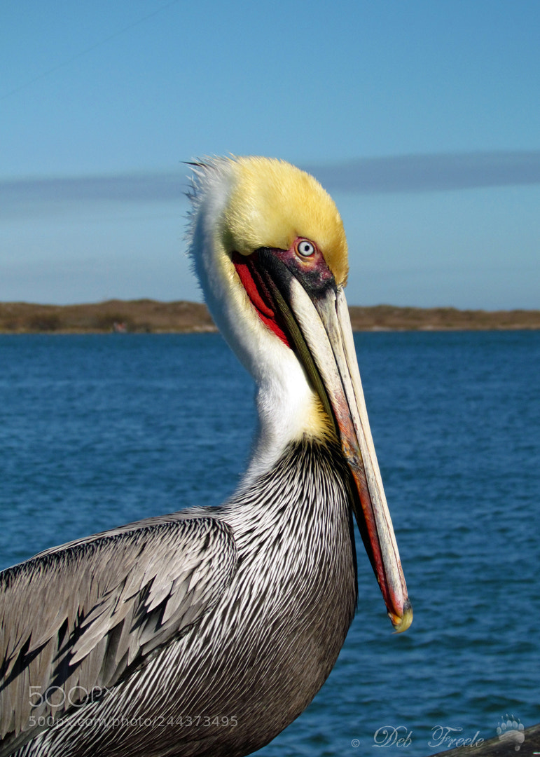 Canon PowerShot SX30 IS sample photo. Brown pelican photography